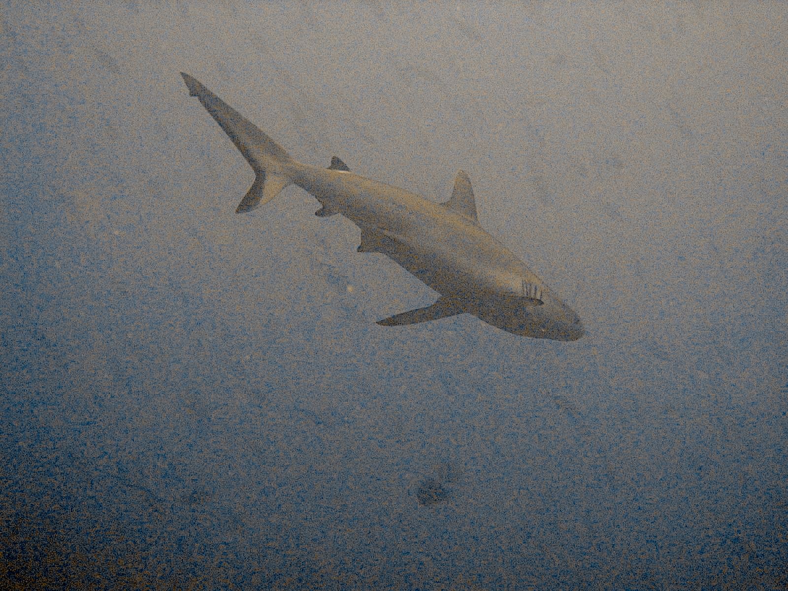 Reef Shark (Carcharhinus perezi)