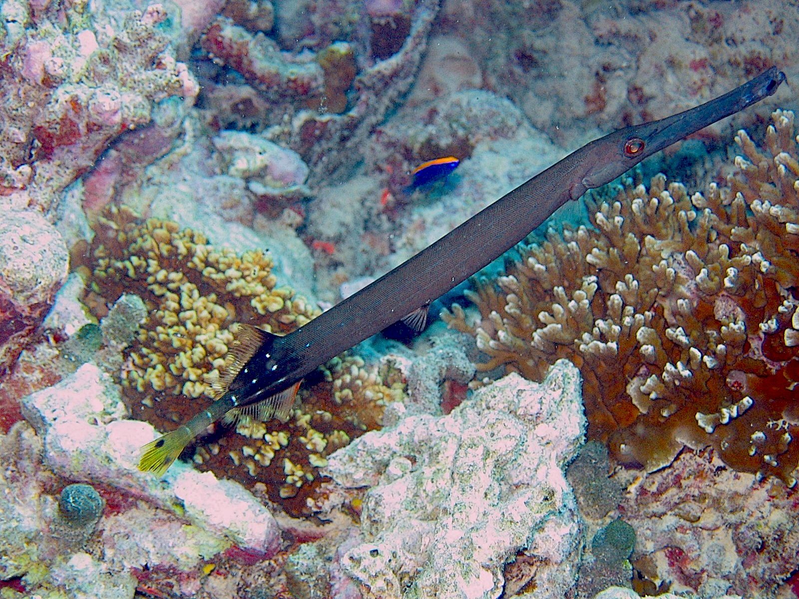 Smooth Cornetfish (Fistularia commersonii)