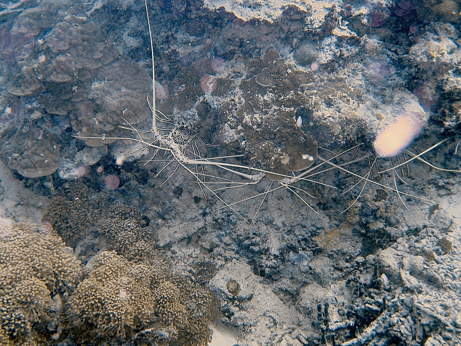 Spiny Lobster (Panulirus argus)