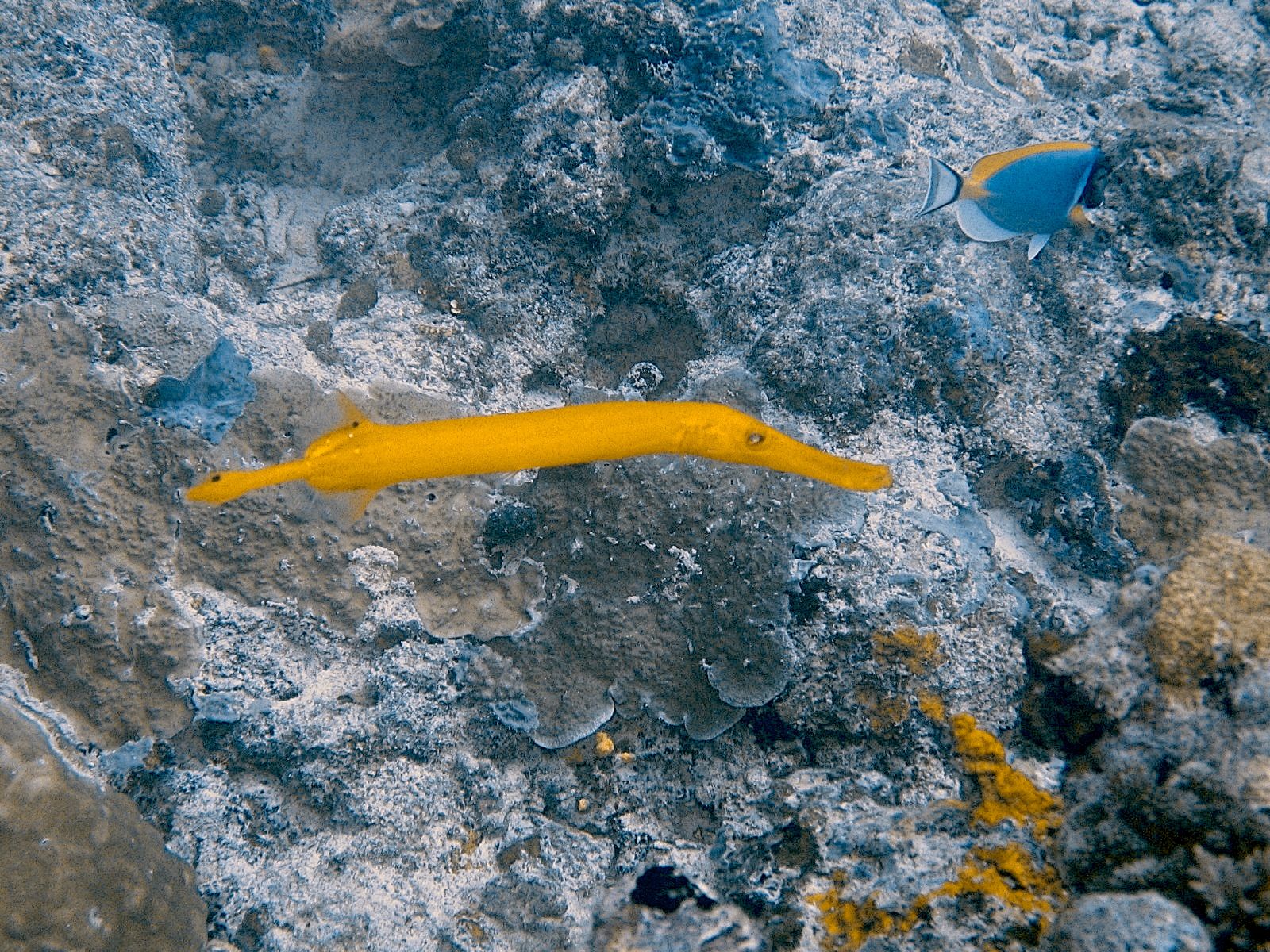 Yellow Trumpetfish (Aulostomus chinensis)