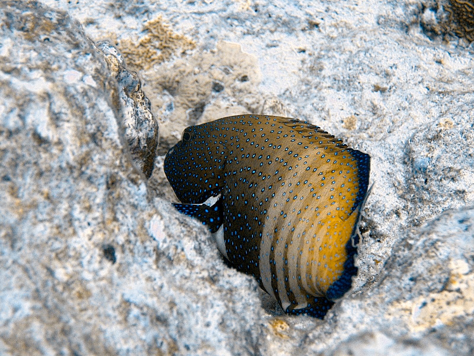 Peacock grouper (Cephalopholis argus)