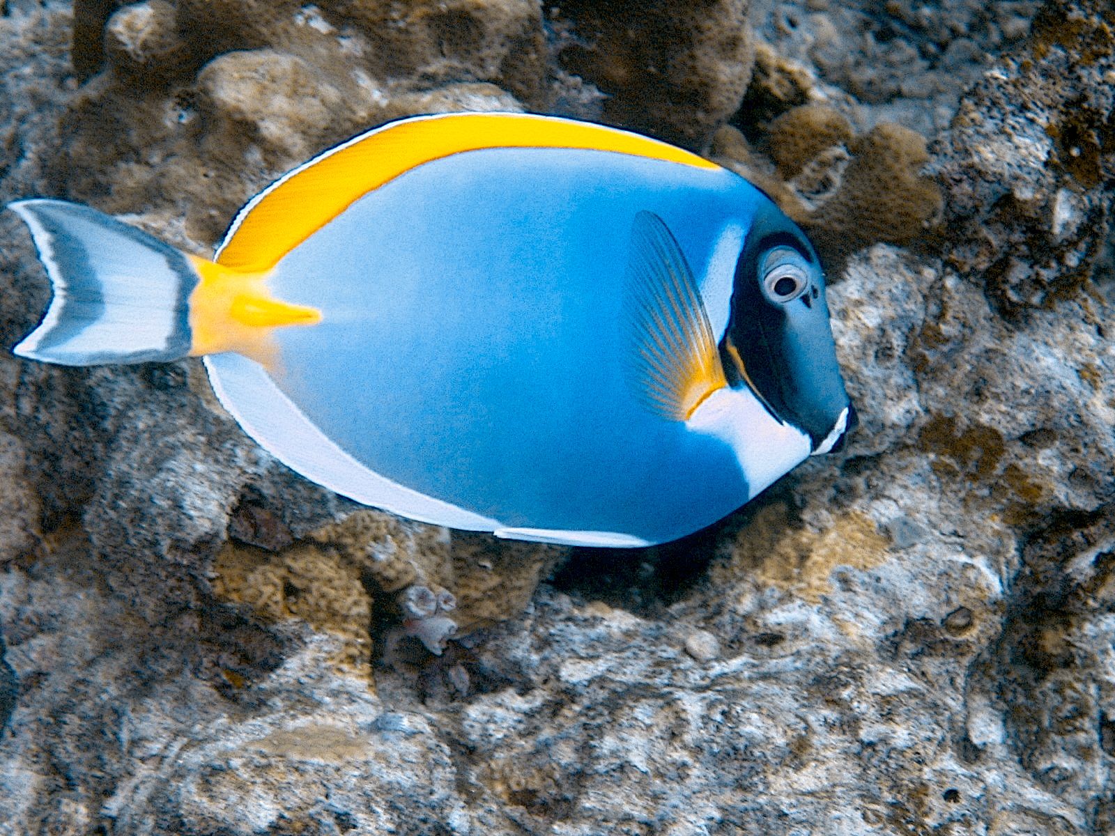 Powder Blue Tang (Acanthurus leucosternon)