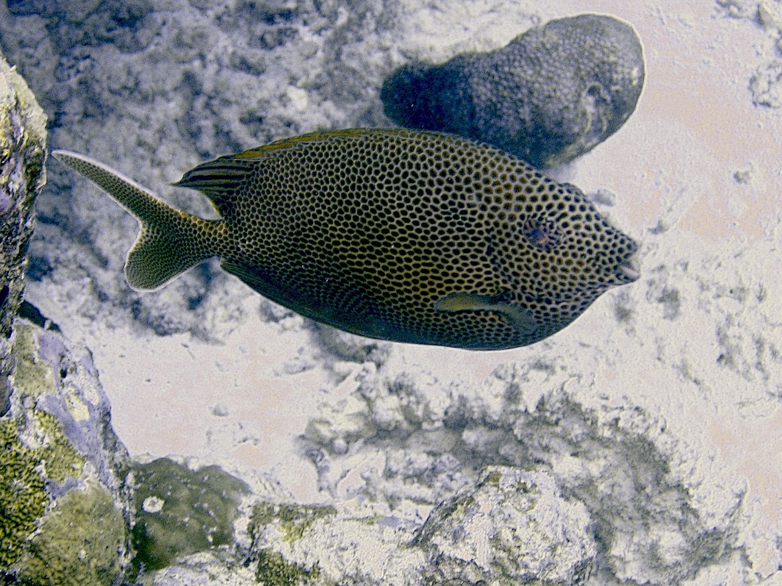 Honeycomb Rabbitfish (Siganus cornutus)
