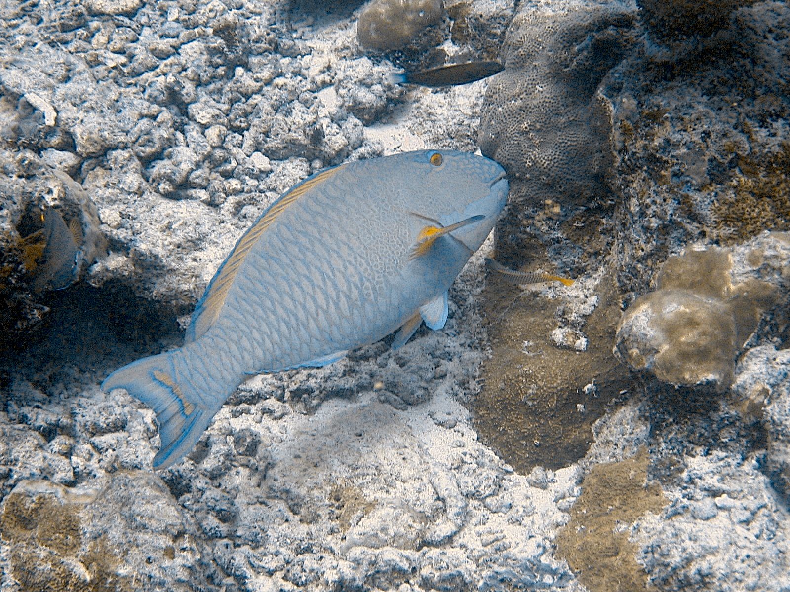 Stoplight Parrotfish (Sparisoma viride)