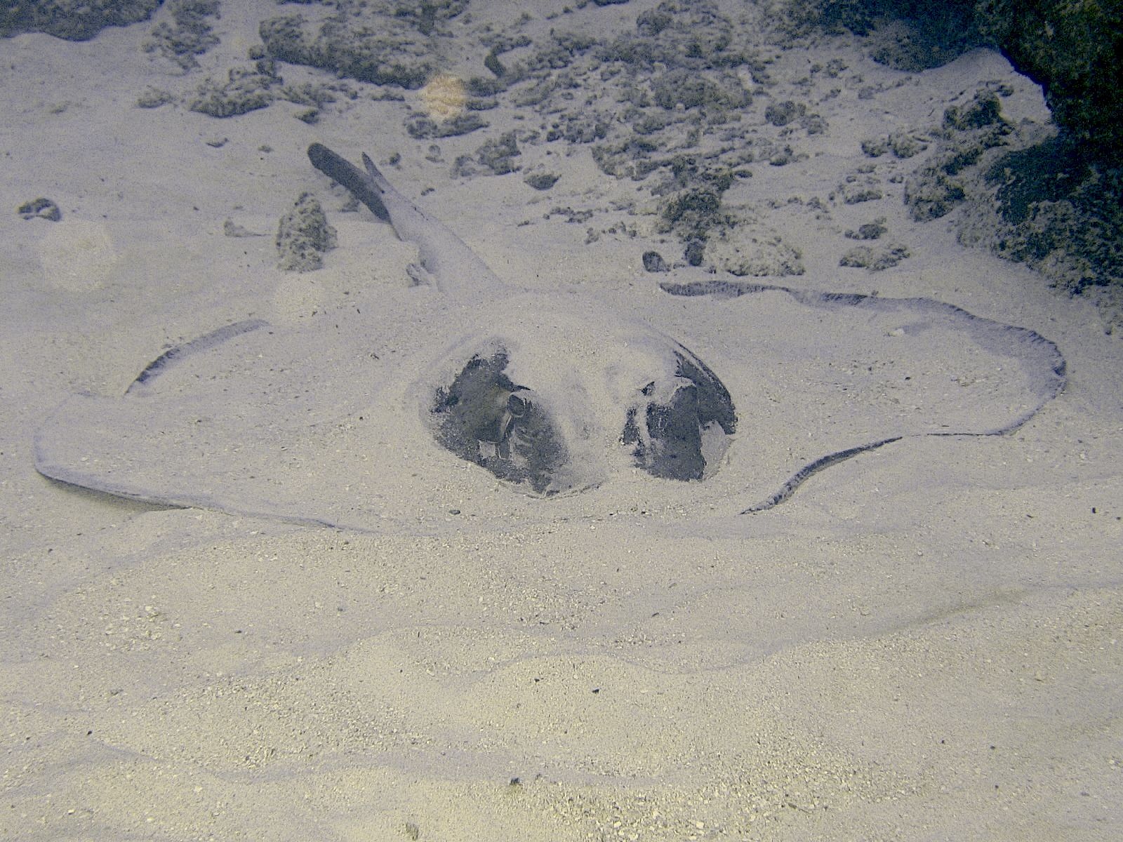 Southern Stingray (Hypanus americanus)