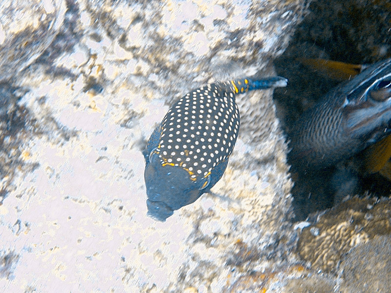 Whitespotted Boxfish (Ostracion meleagris)