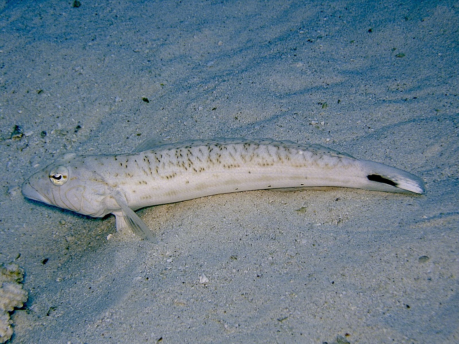 Lizardfish (Synodus variegatus)