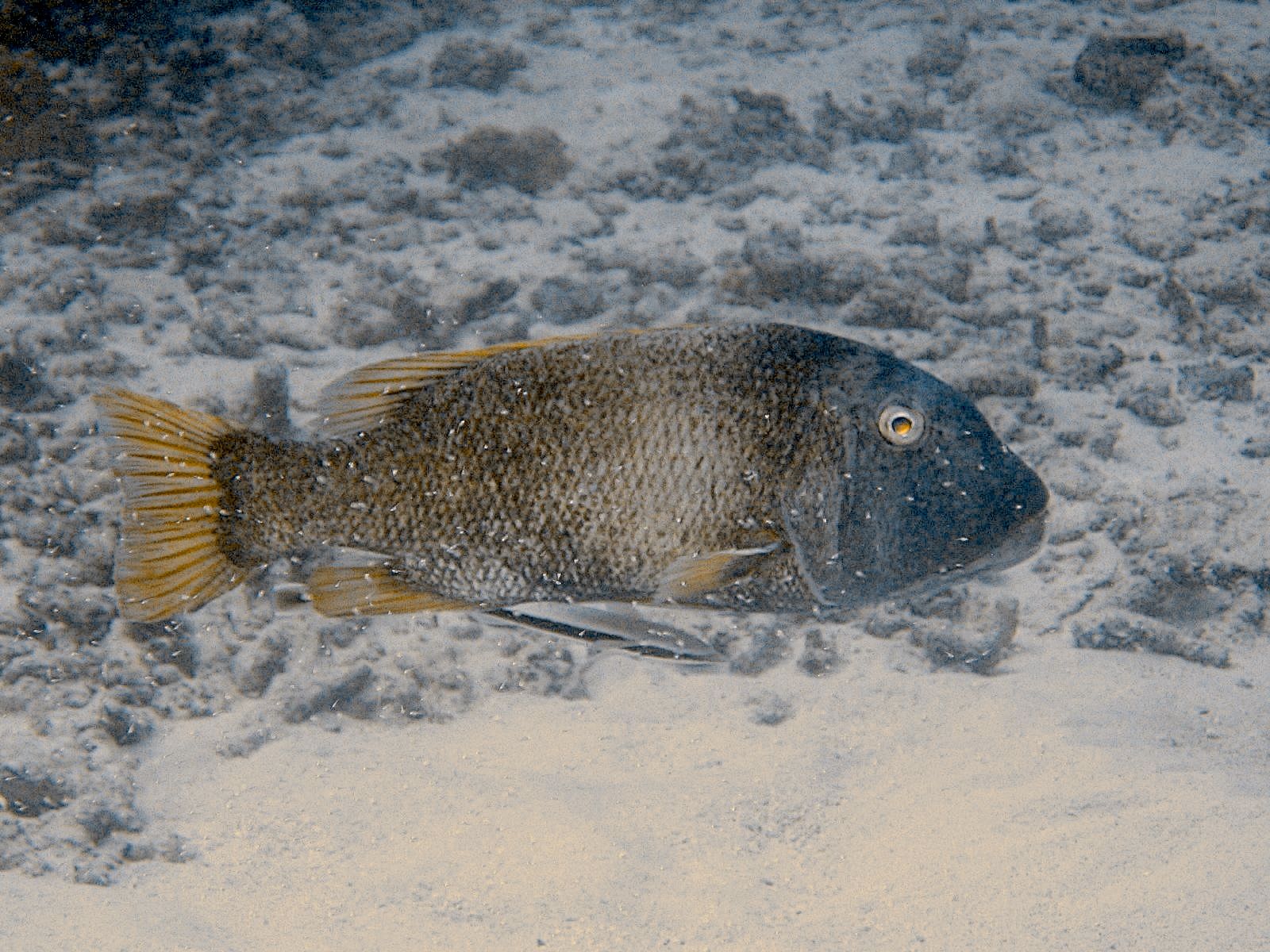 Thicklip Wrasse (Hemigymnus melapterus)