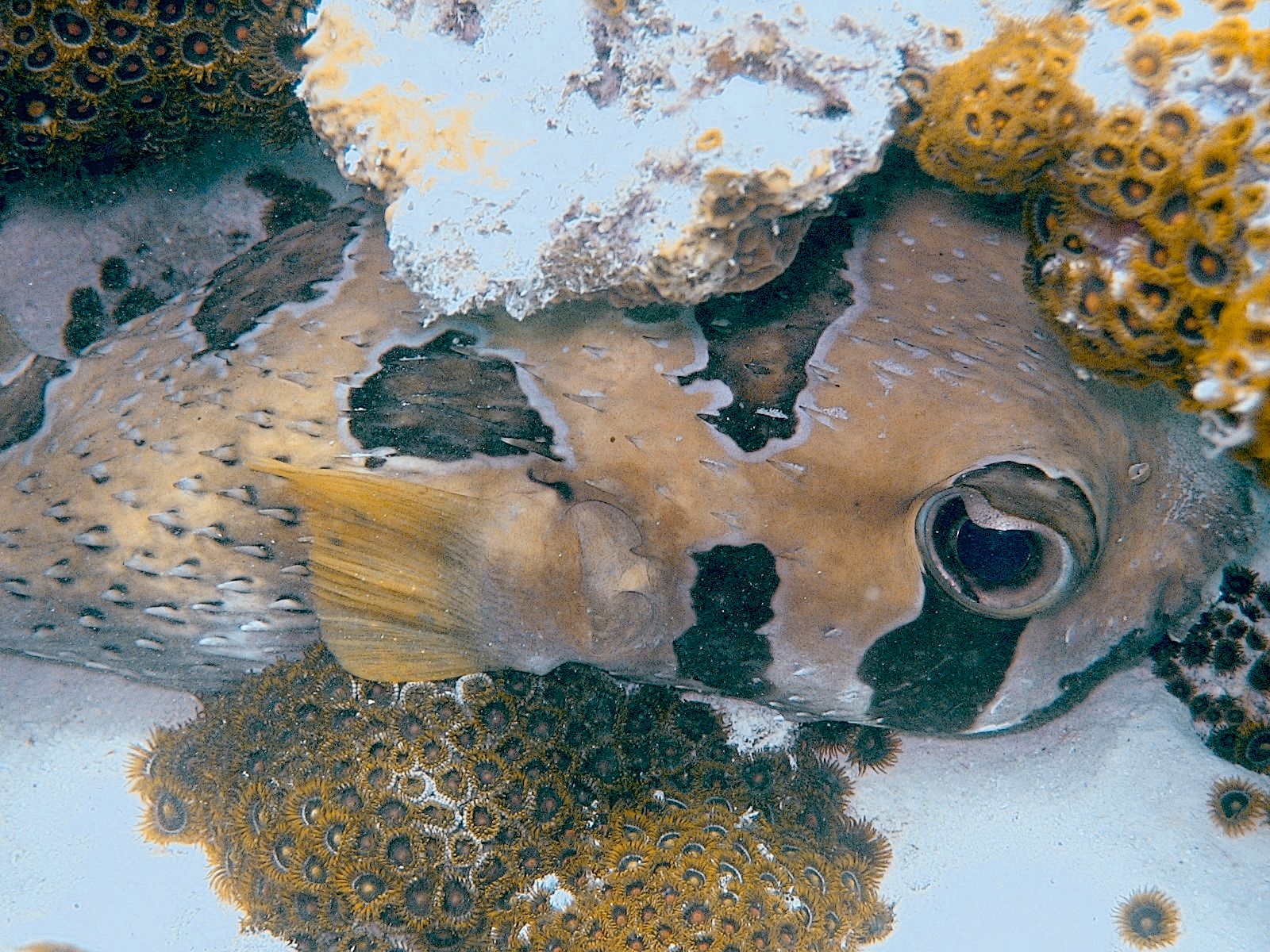 Black Blotched Porcupinefish (Diodon holocanthus)