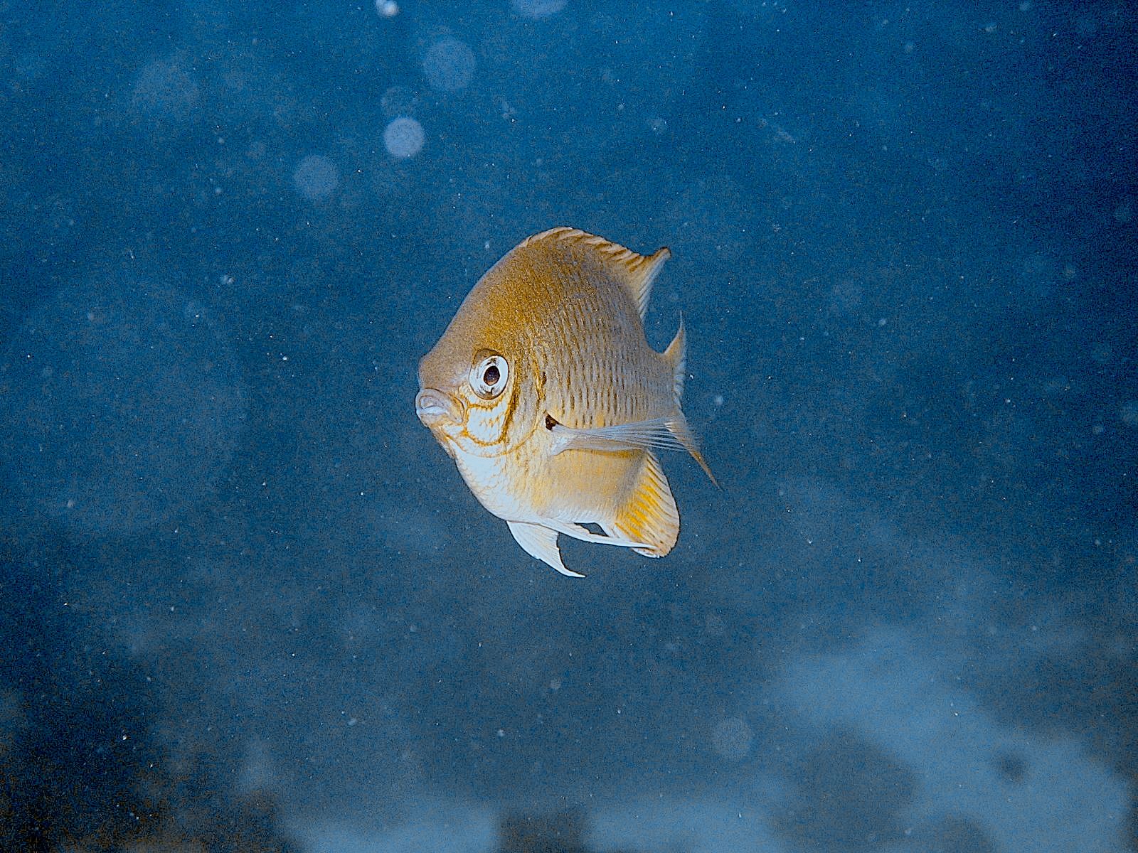 Three-spot Damsel (Dascyllus trimaculatus)