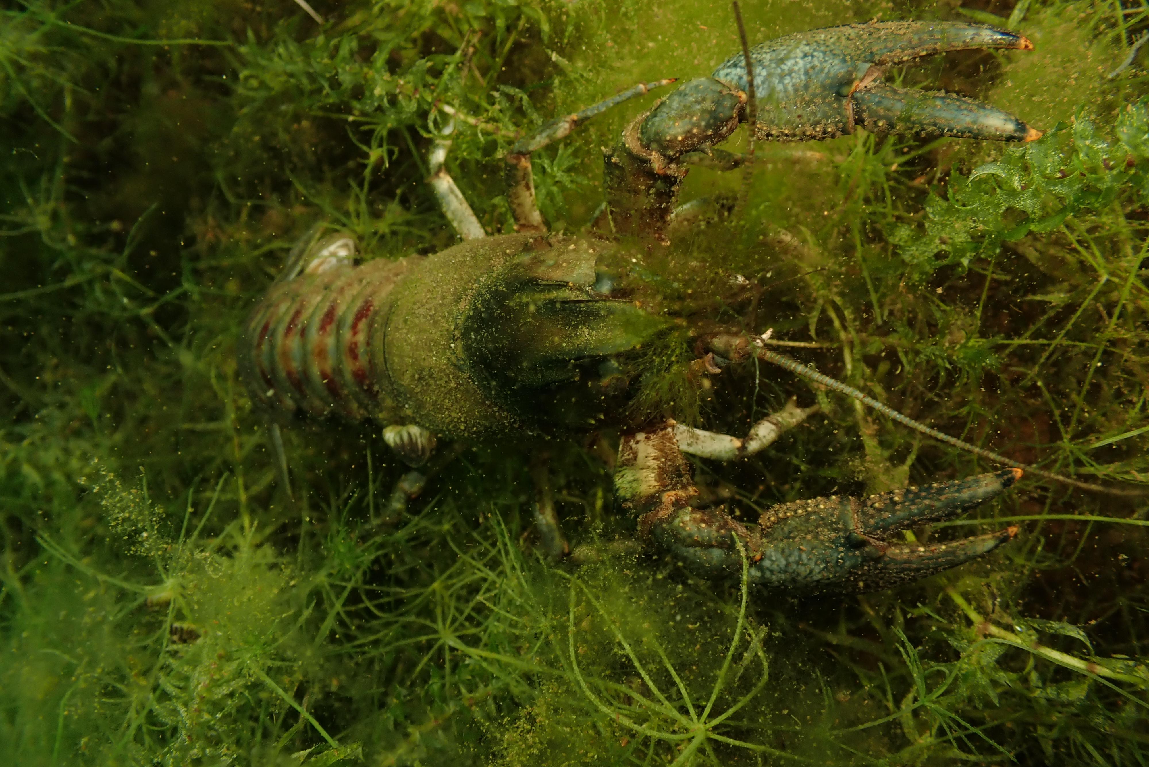 Crayfish (Astacus astacus)