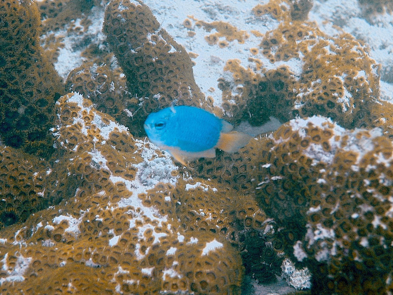 Blue Damselfish (Chrysiptera cyanea)
