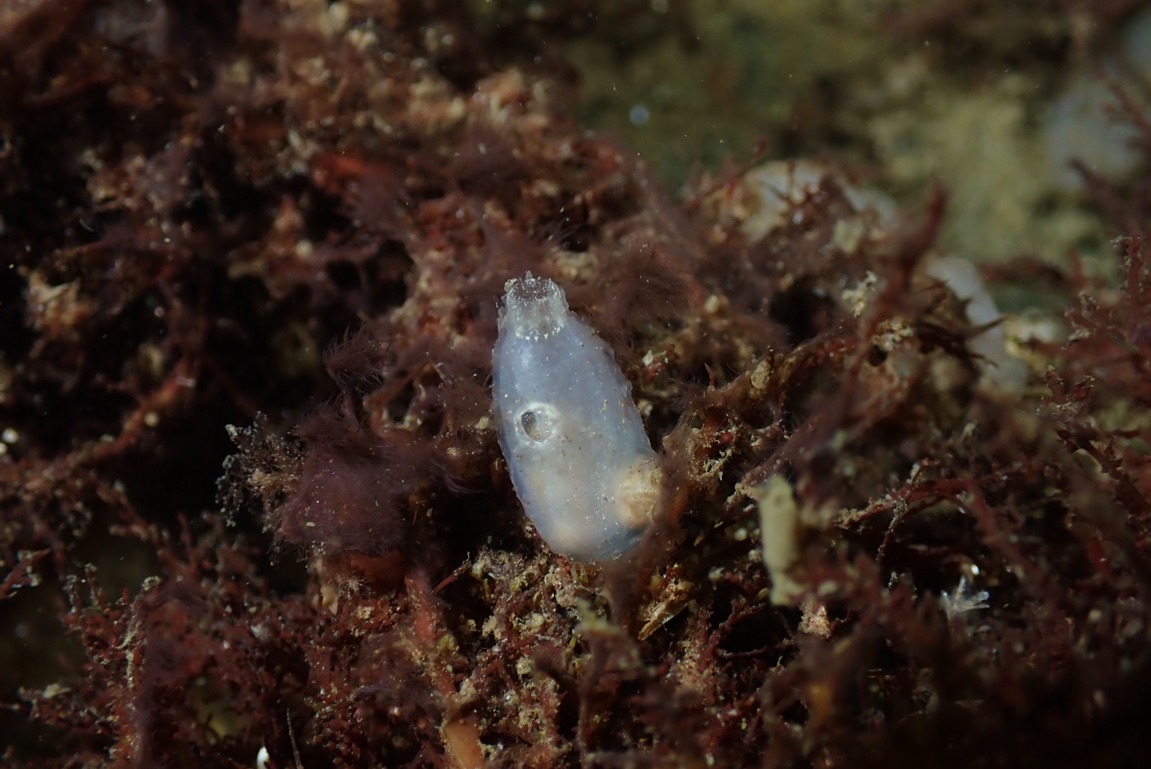 Sea Squirt (Ascidiacea (class))