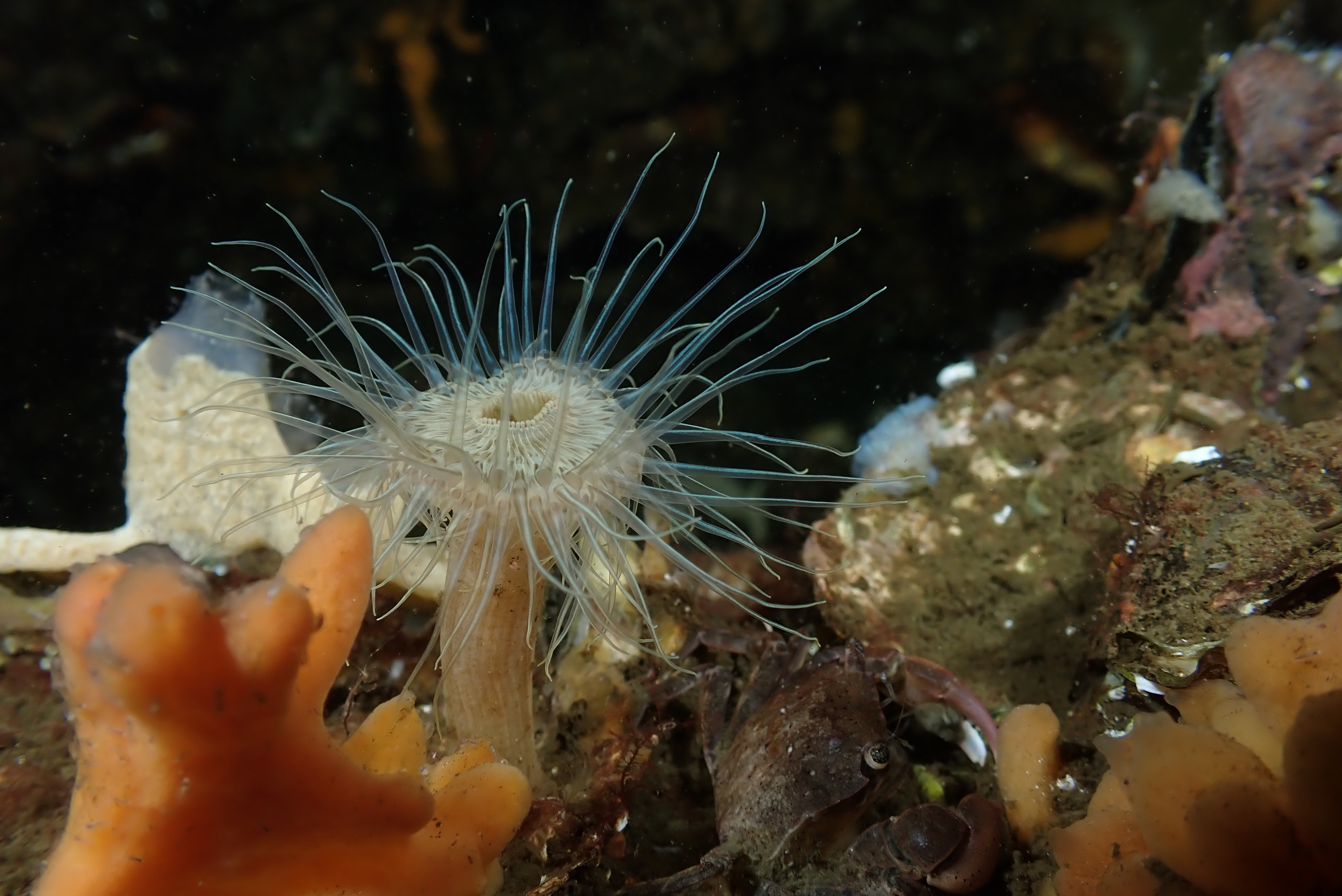 Tube Anemone (Cerianthus membranaceus)
