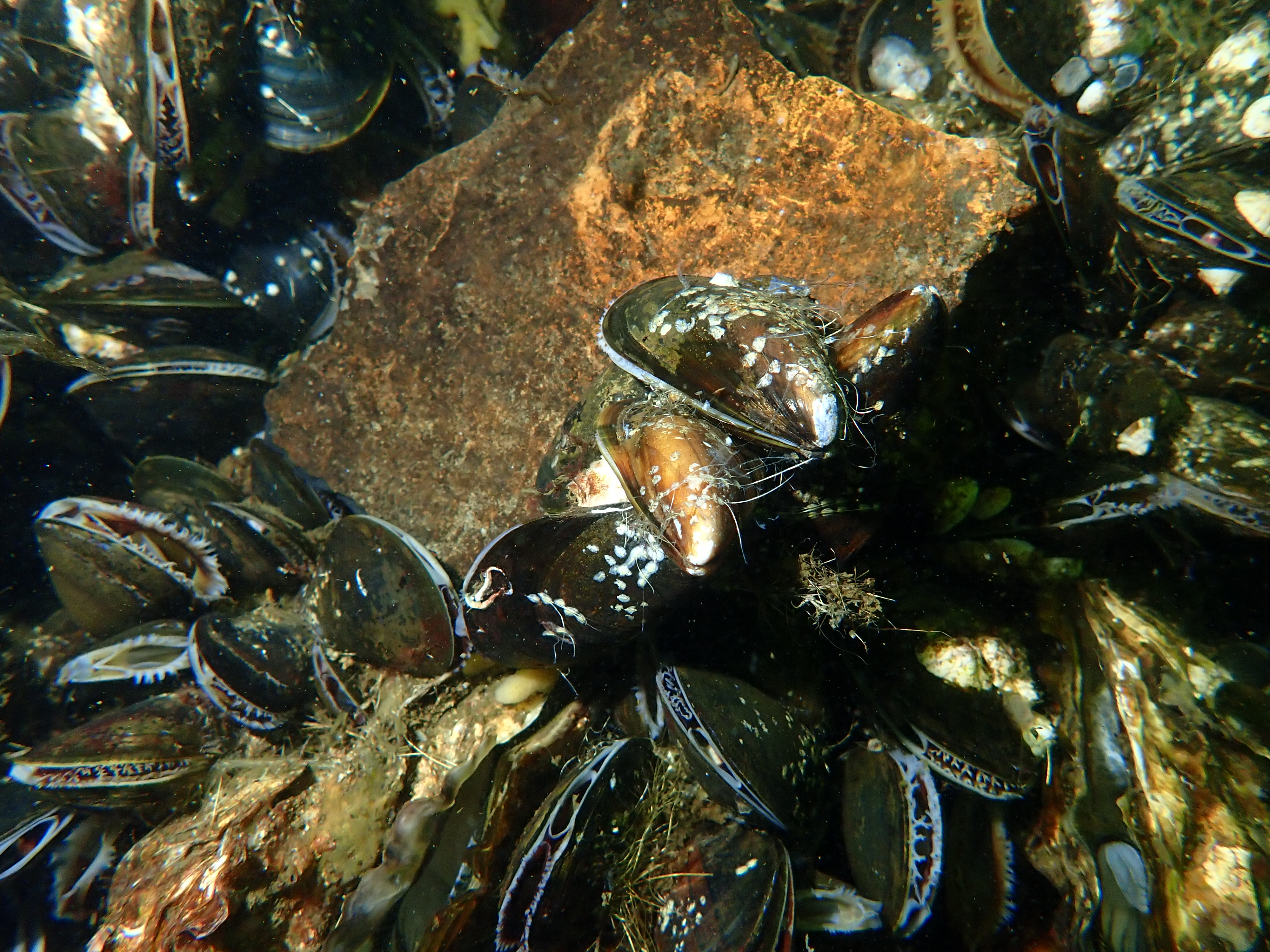 Zebra Mussel (Dreissena polymorpha)