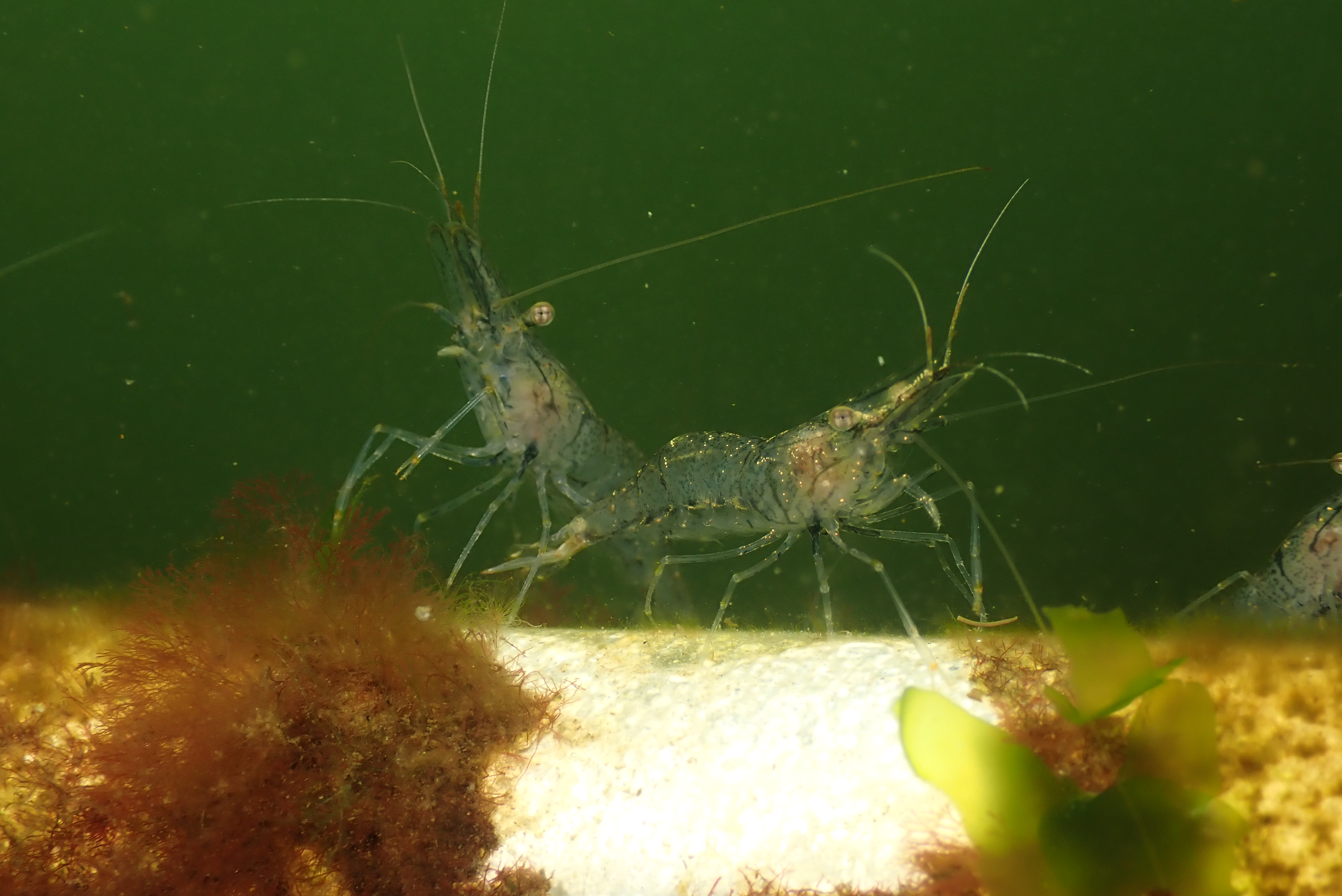 Grass Shrimp (Palaemonetes varians)