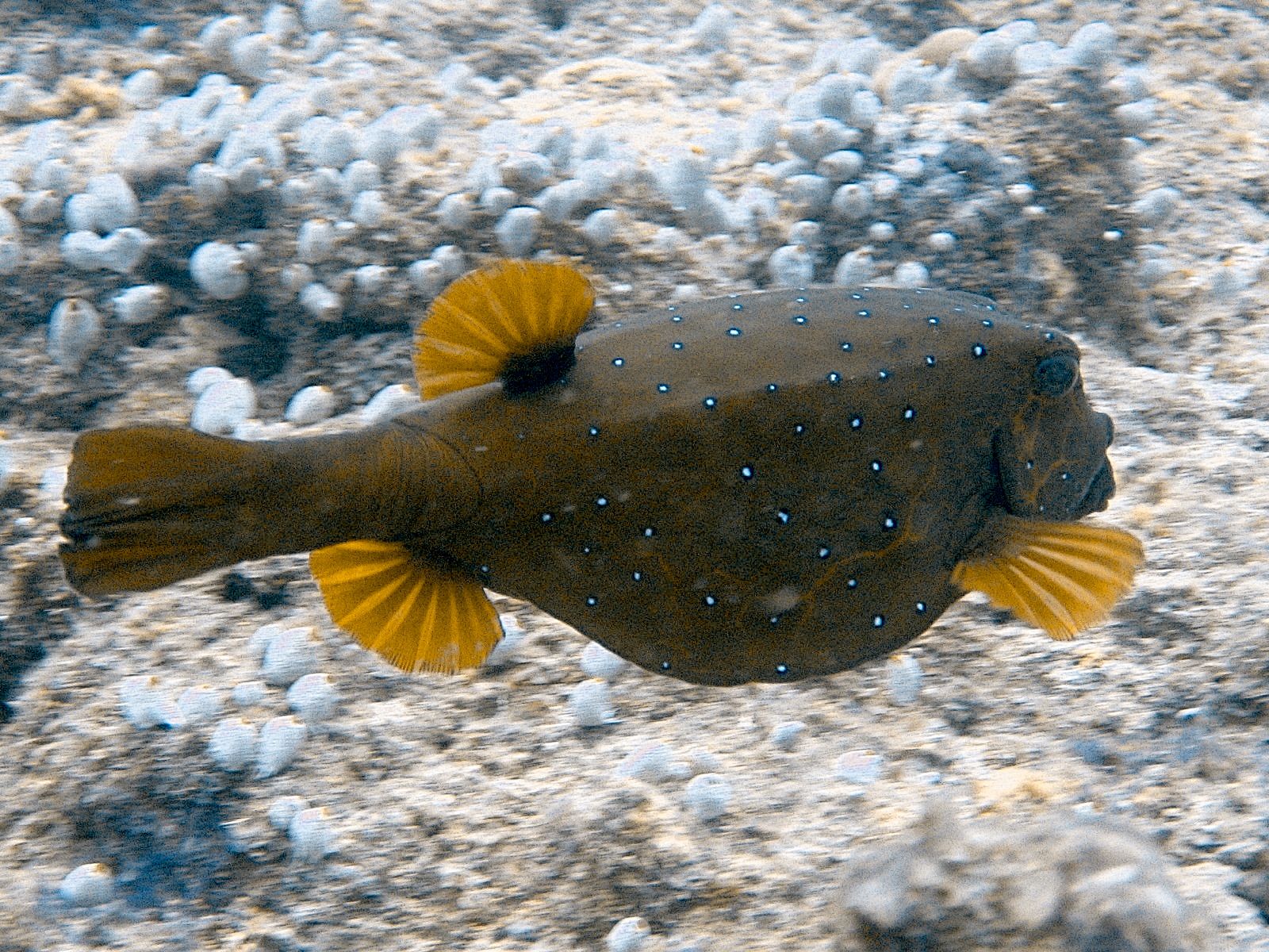 Boxfish (Ostracion cubicus)