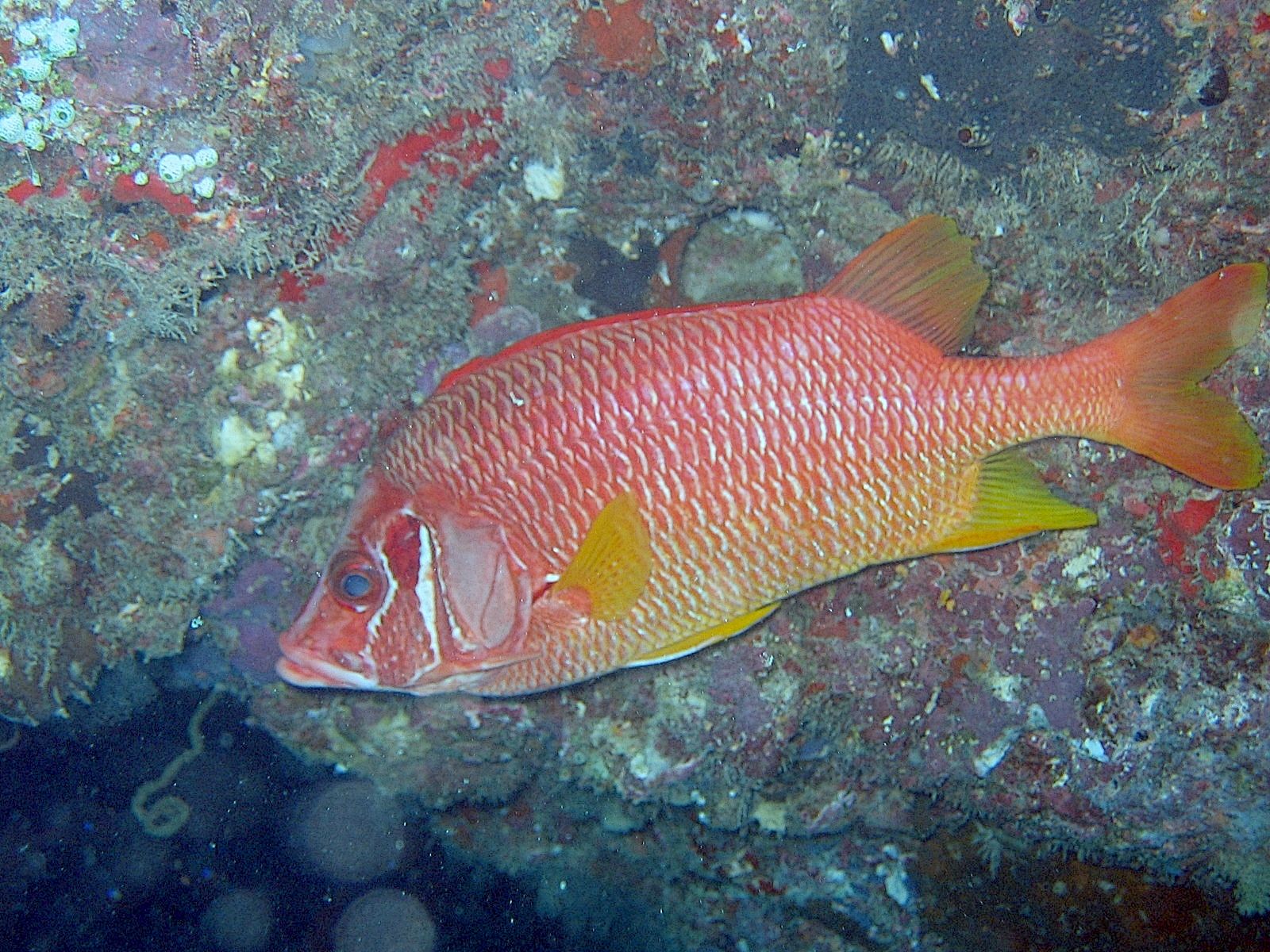 Squirrelfish (Sargocentron sp.)