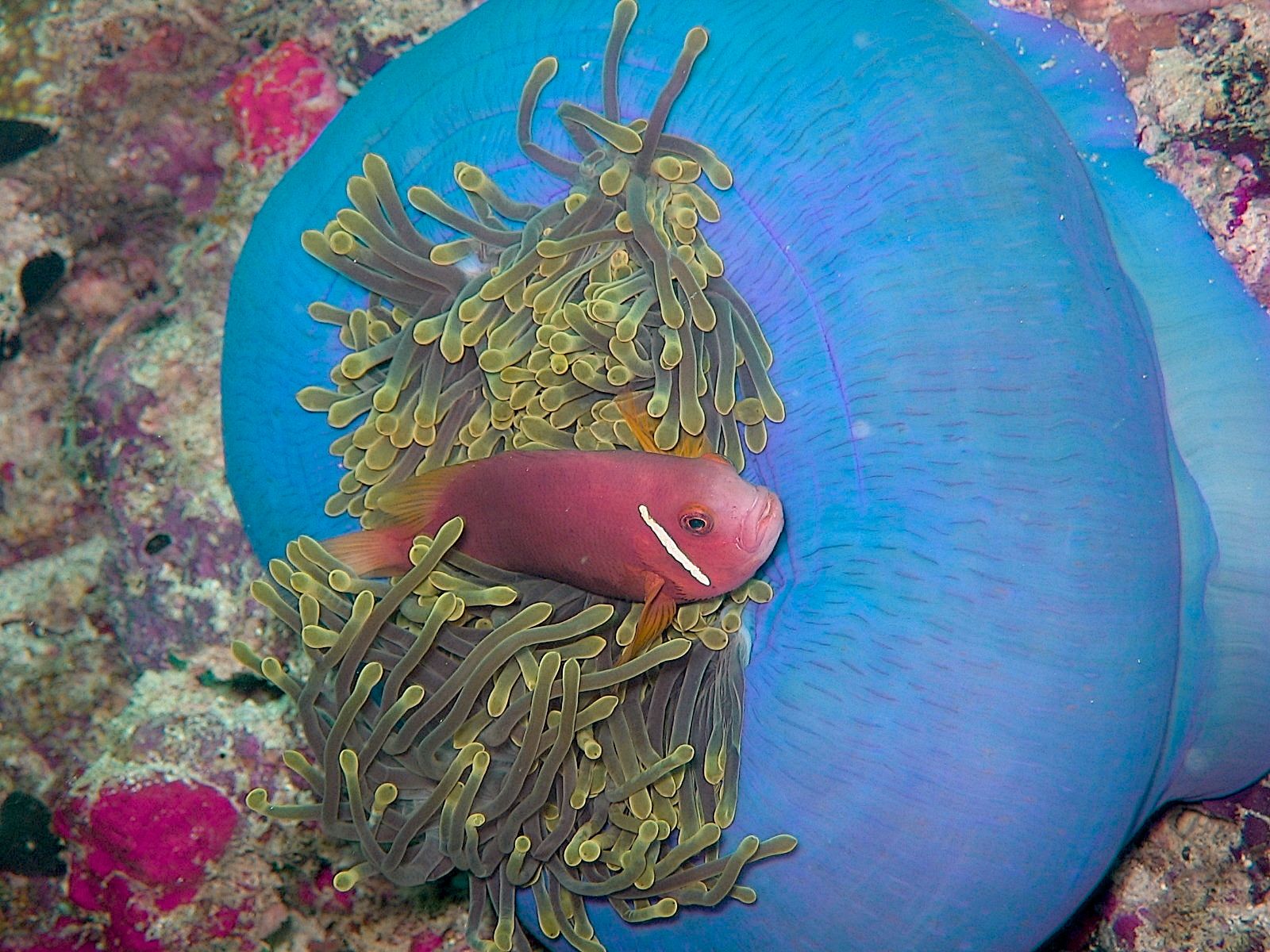 Pink Skunk Clownfish (Amphiprion perideraion)