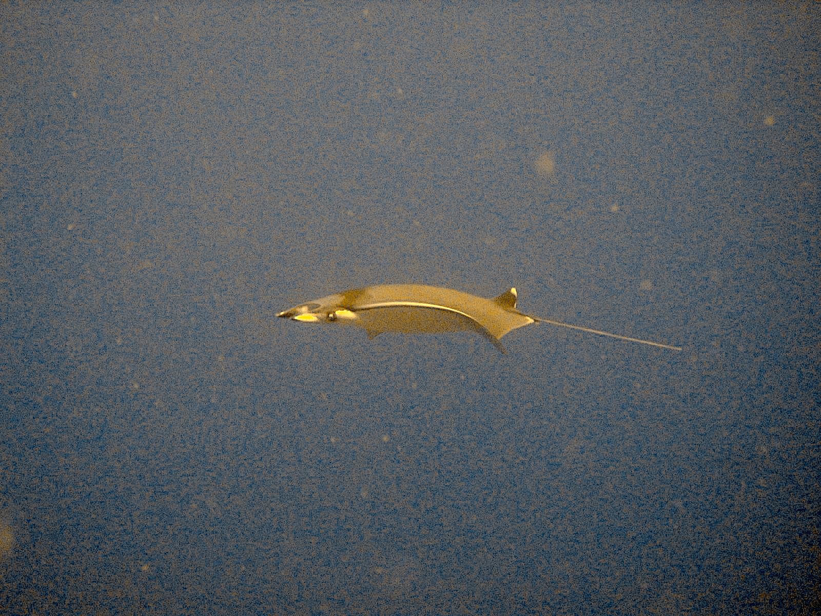 Devil Ray (Mobula spp.)