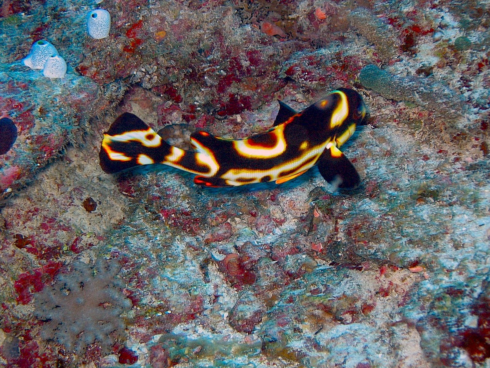 Harlequin sweetlip (Choridactylus multibarbus)