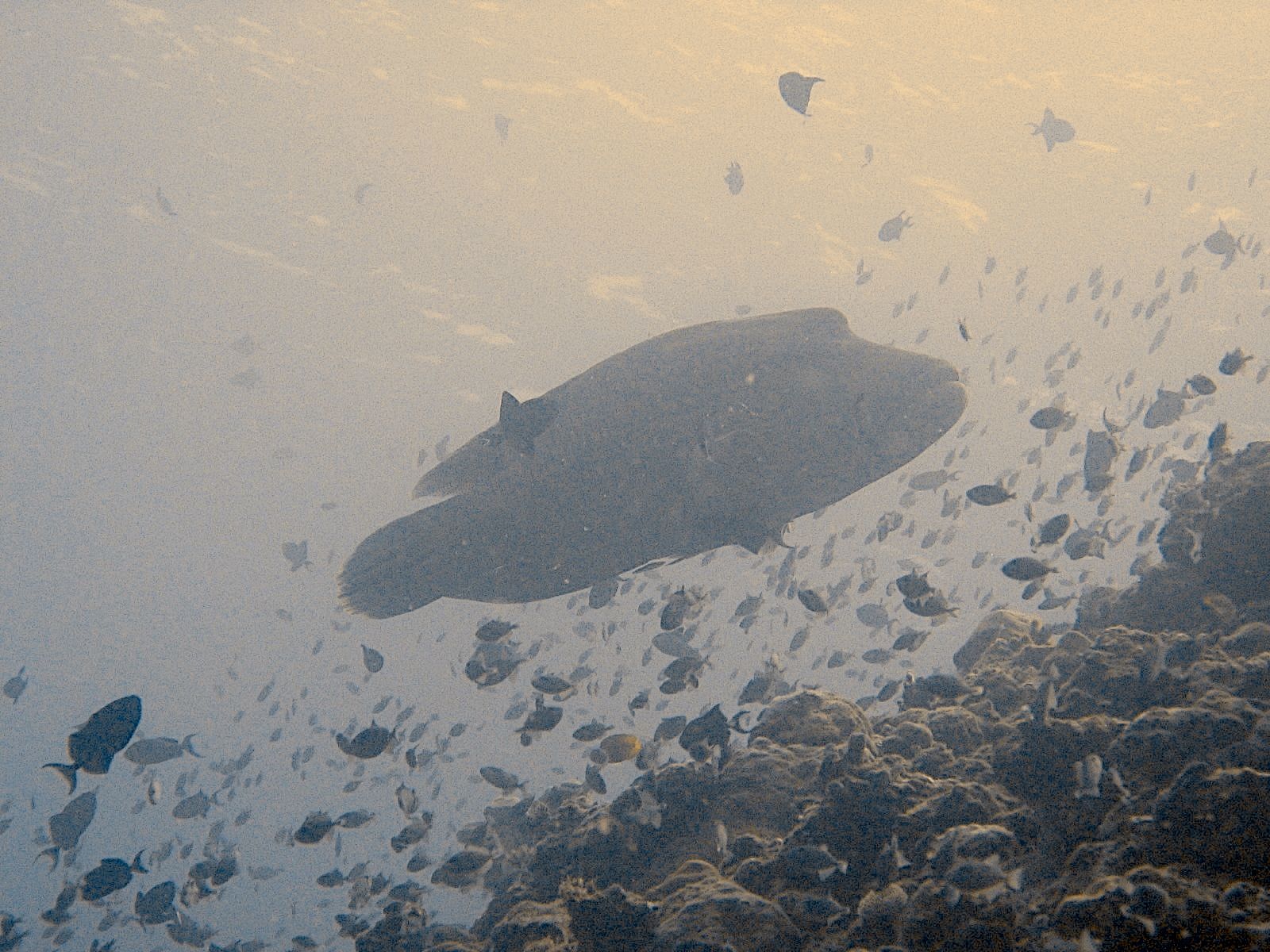 Humphead Wrasse (Cheilinus undulatus)