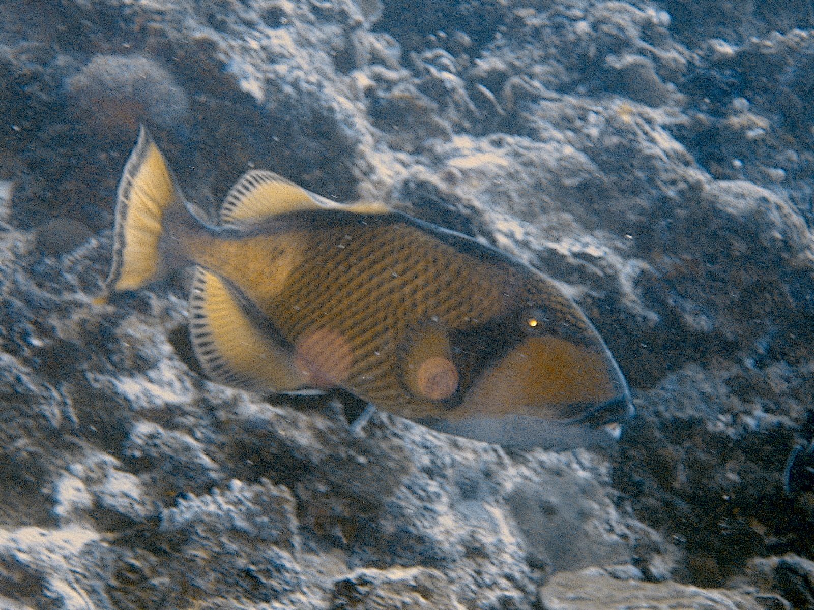 Titan Triggerfish (Balistoides viridescens)
