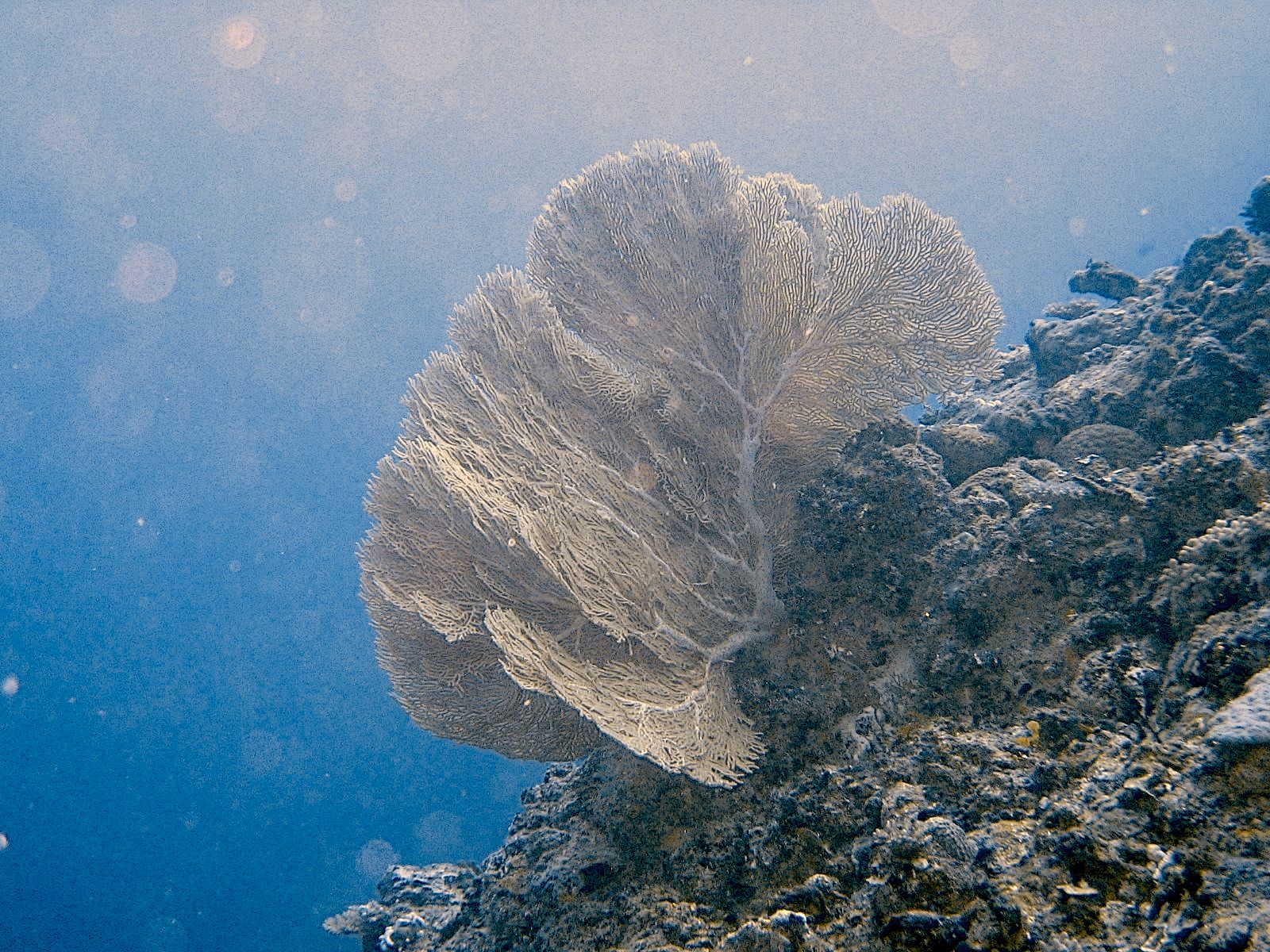 Sea Fan (Gorgonia ventalina)