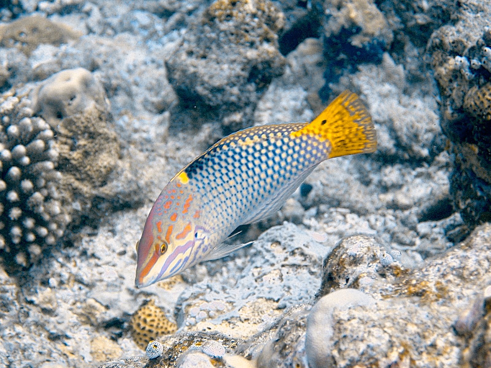 Checkerboard Wrasse (Halichoeres hortulanus)