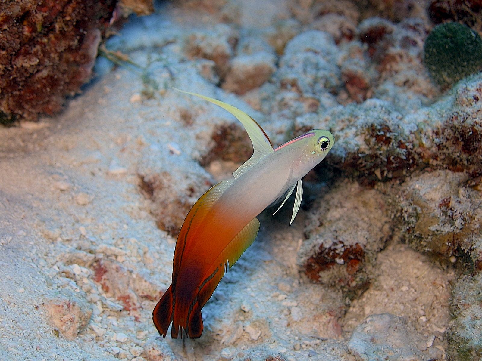 Fire Dartfish (Nemateleotris magnifica)