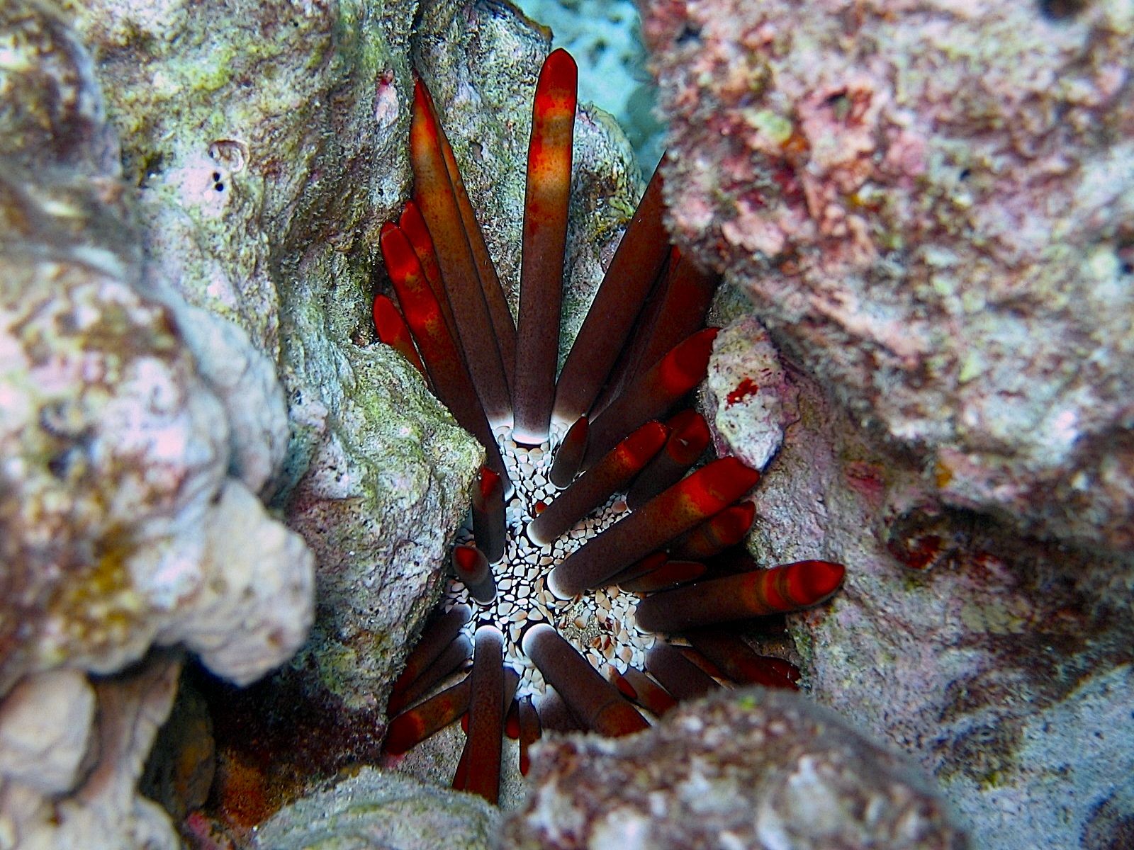 Red Pencil Urchin (Heterocentrotus mammillatus)