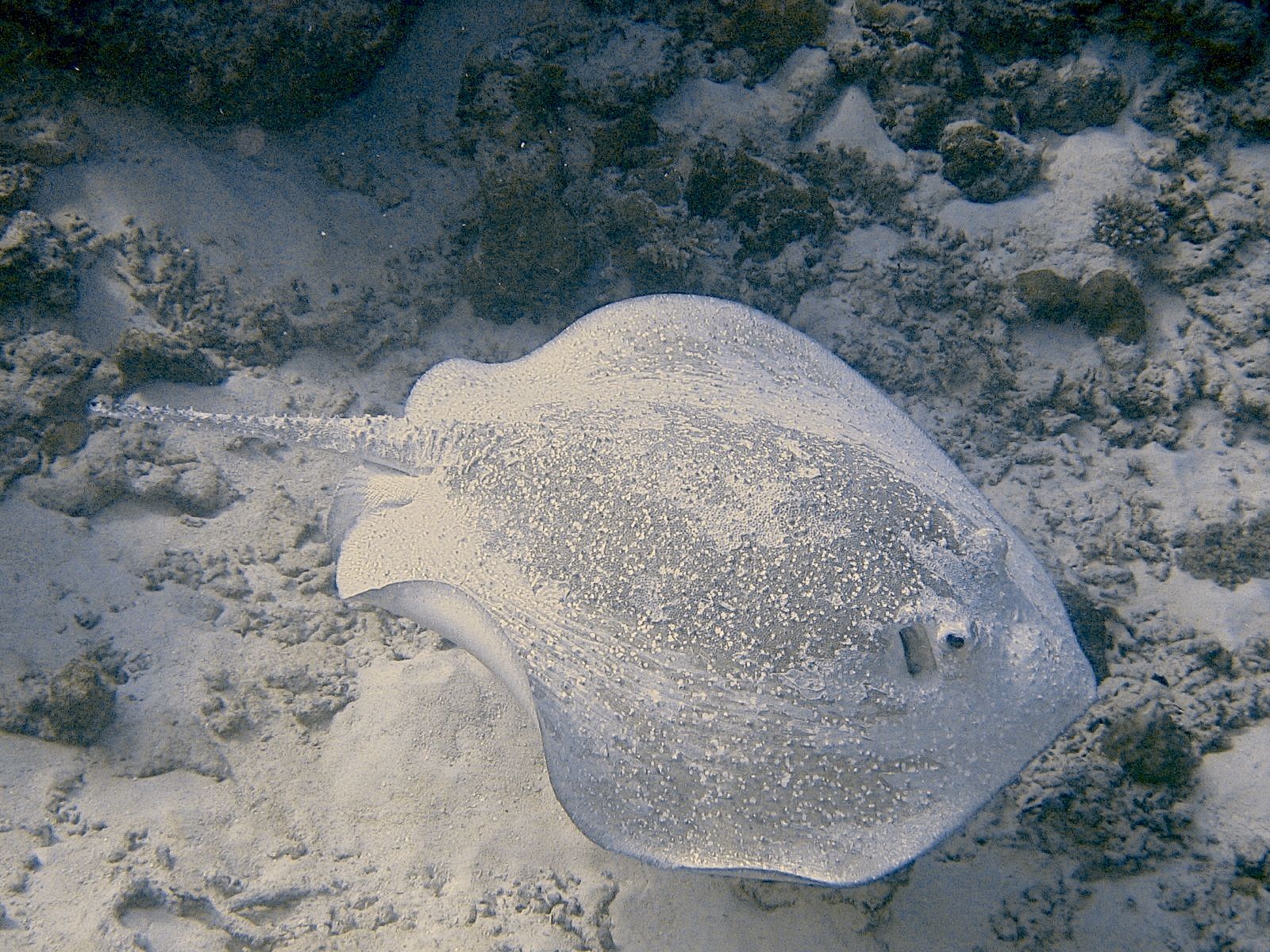 Porcupine Ray (Urogymnus asperrimus)