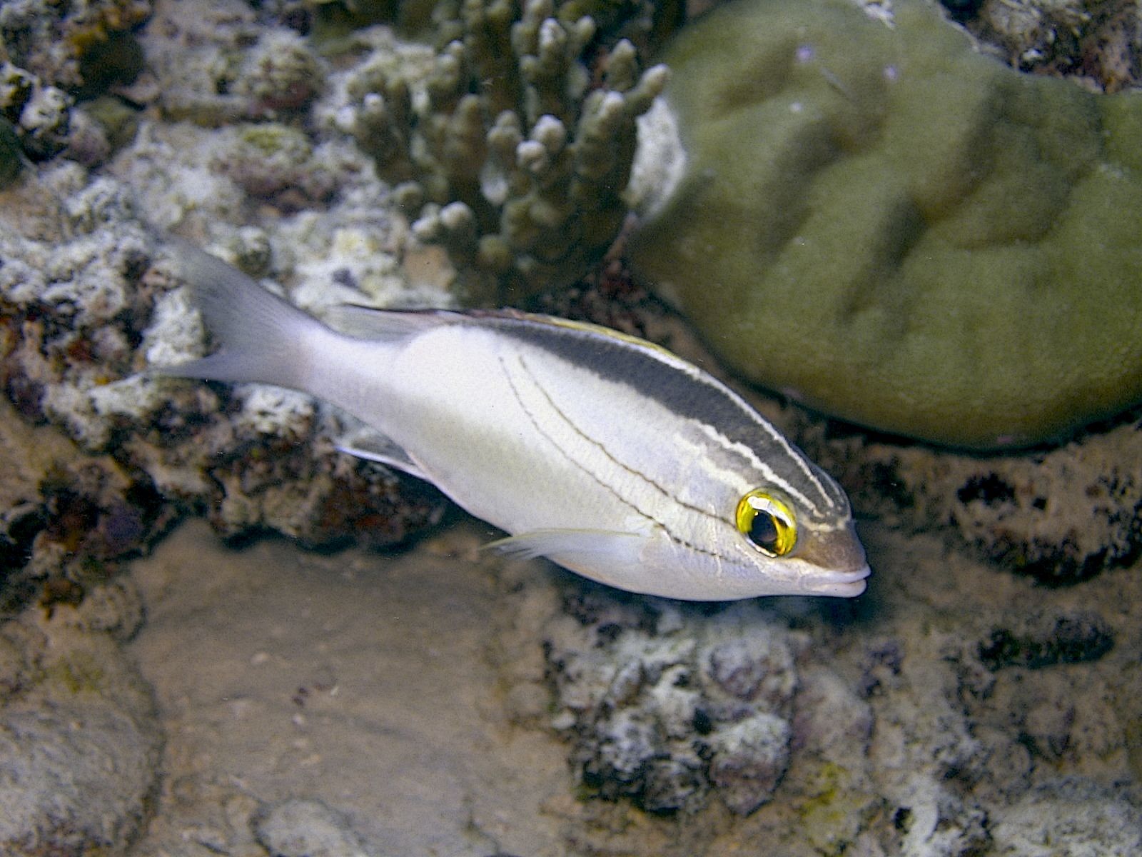 Lined Butterflyfish (Chaetodon lineolatus)
