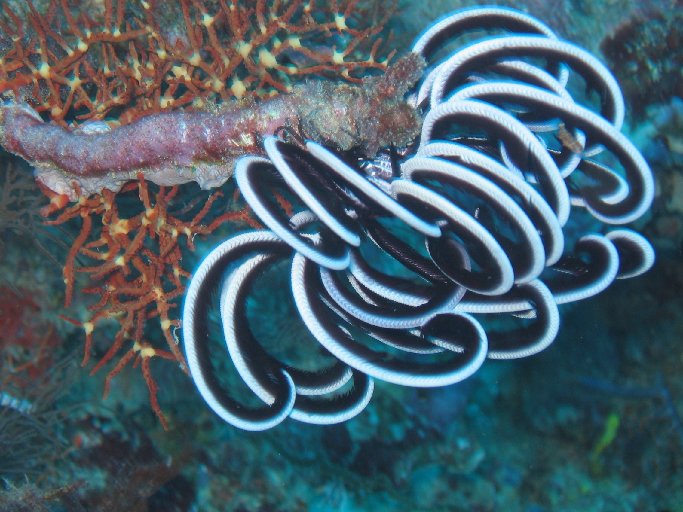 Crinoid Feather Star (Comatulidae (family))