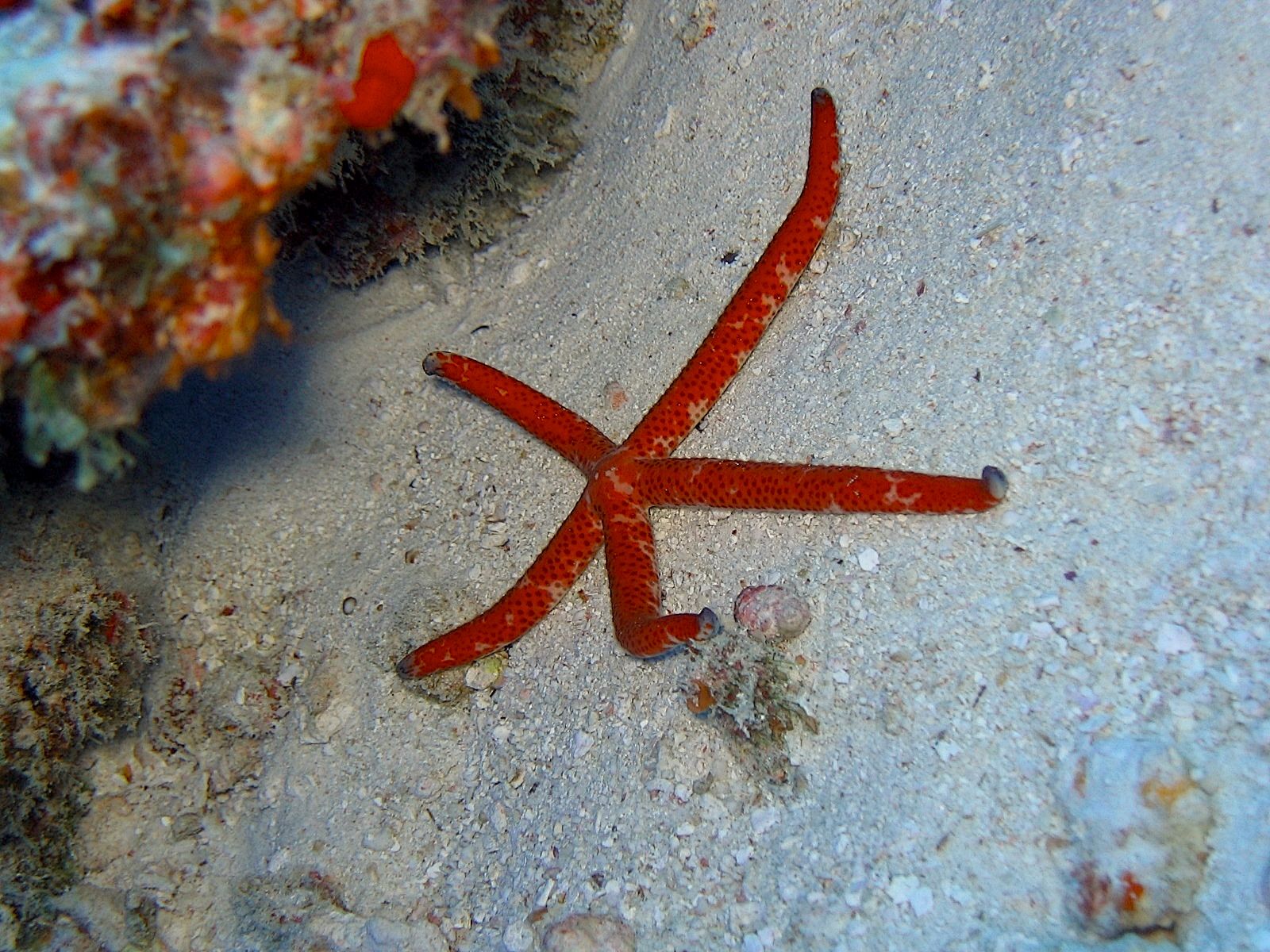 Red Sea Star (Fromia milleporella)