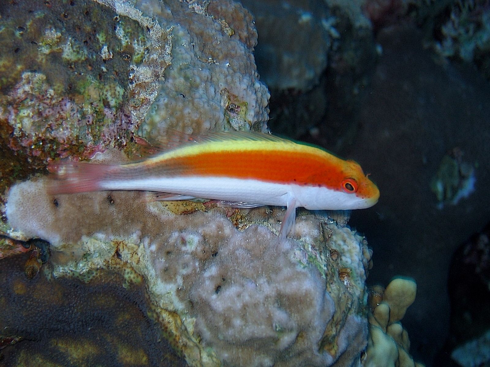 Falco Hawkfish (Cirrhitichthys falco)