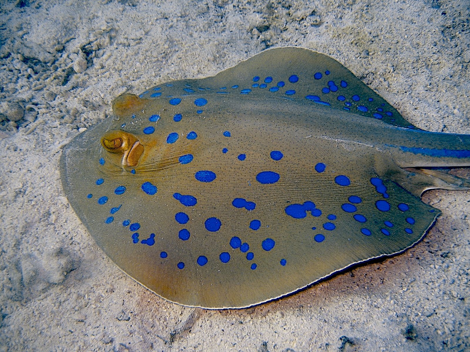 Bluespotted Ribbontail Ray (Taeniura lymma)
