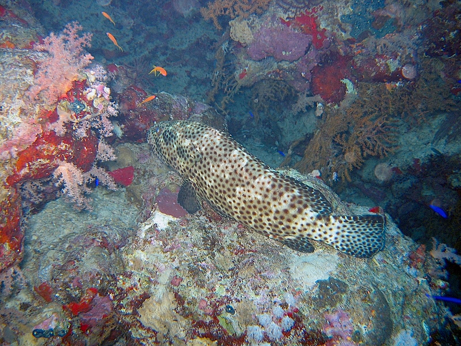 Honeycomb Grouper (Epinephelus merra)