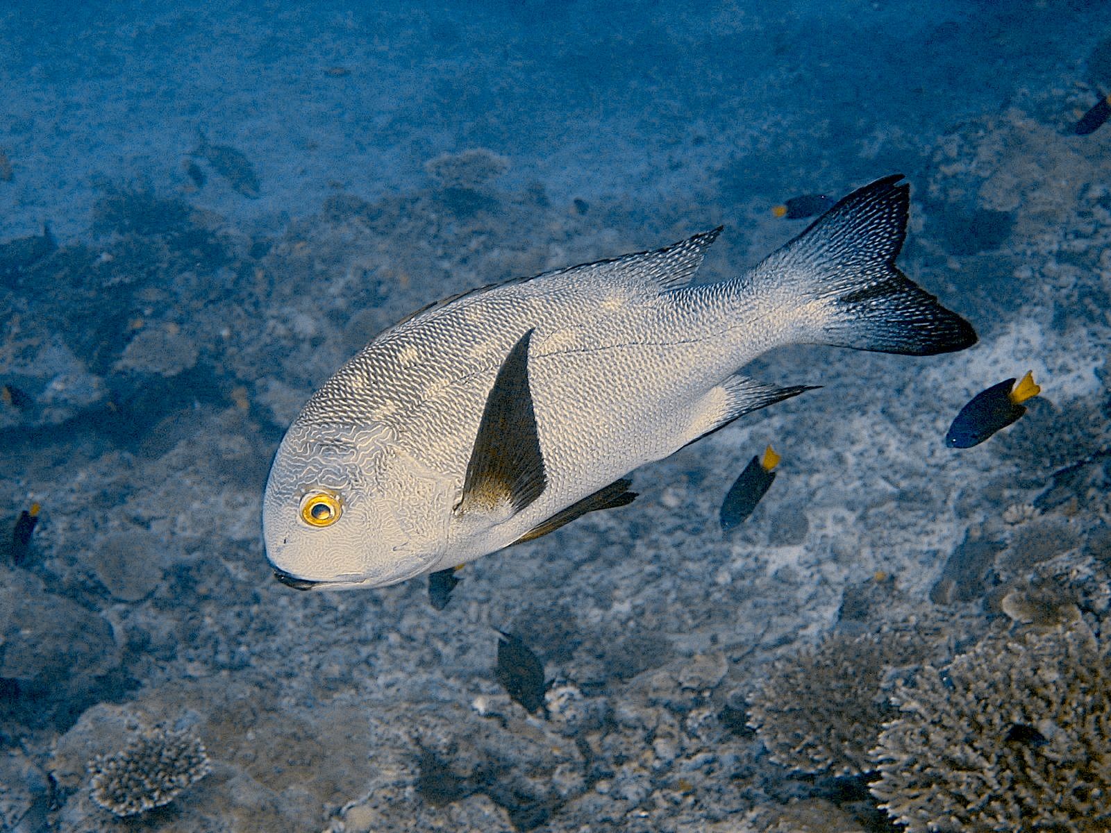 Humphead Snapper (Lutjanus sanguineus)
