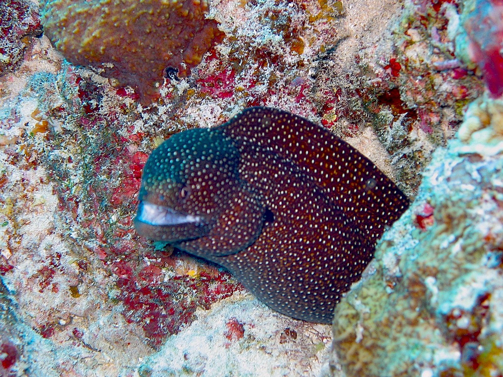 White-spotted Moray (Gymnothorax meleagris)