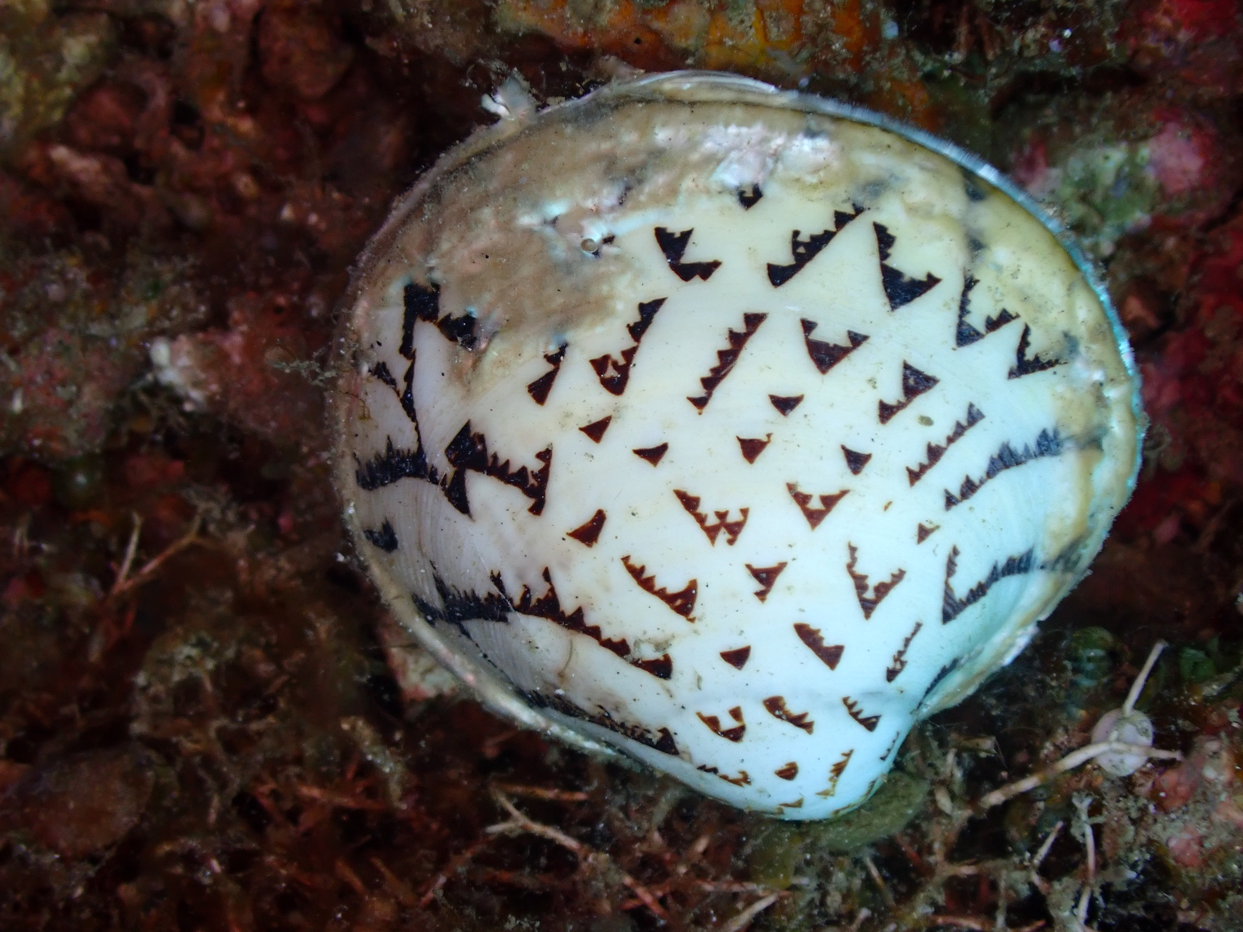 Cypraea hieroglyphica (Cypraea hieroglyphica)
