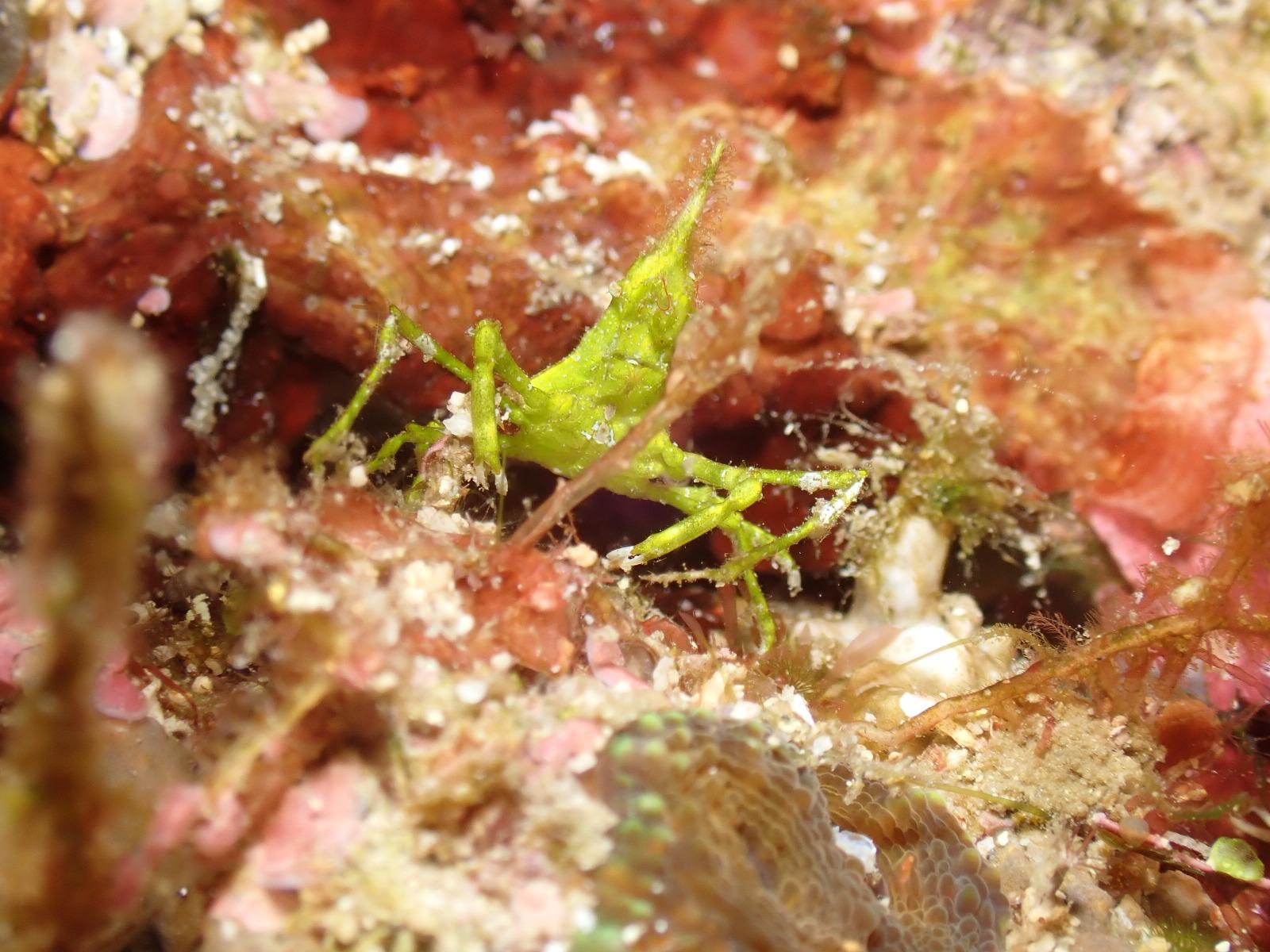 tiny cryptic spider crab (Maja squinado)