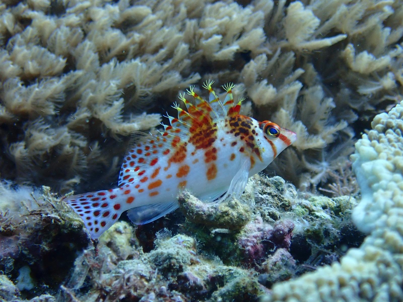 Longnose Hawkfish (Oxycirrhites typus)