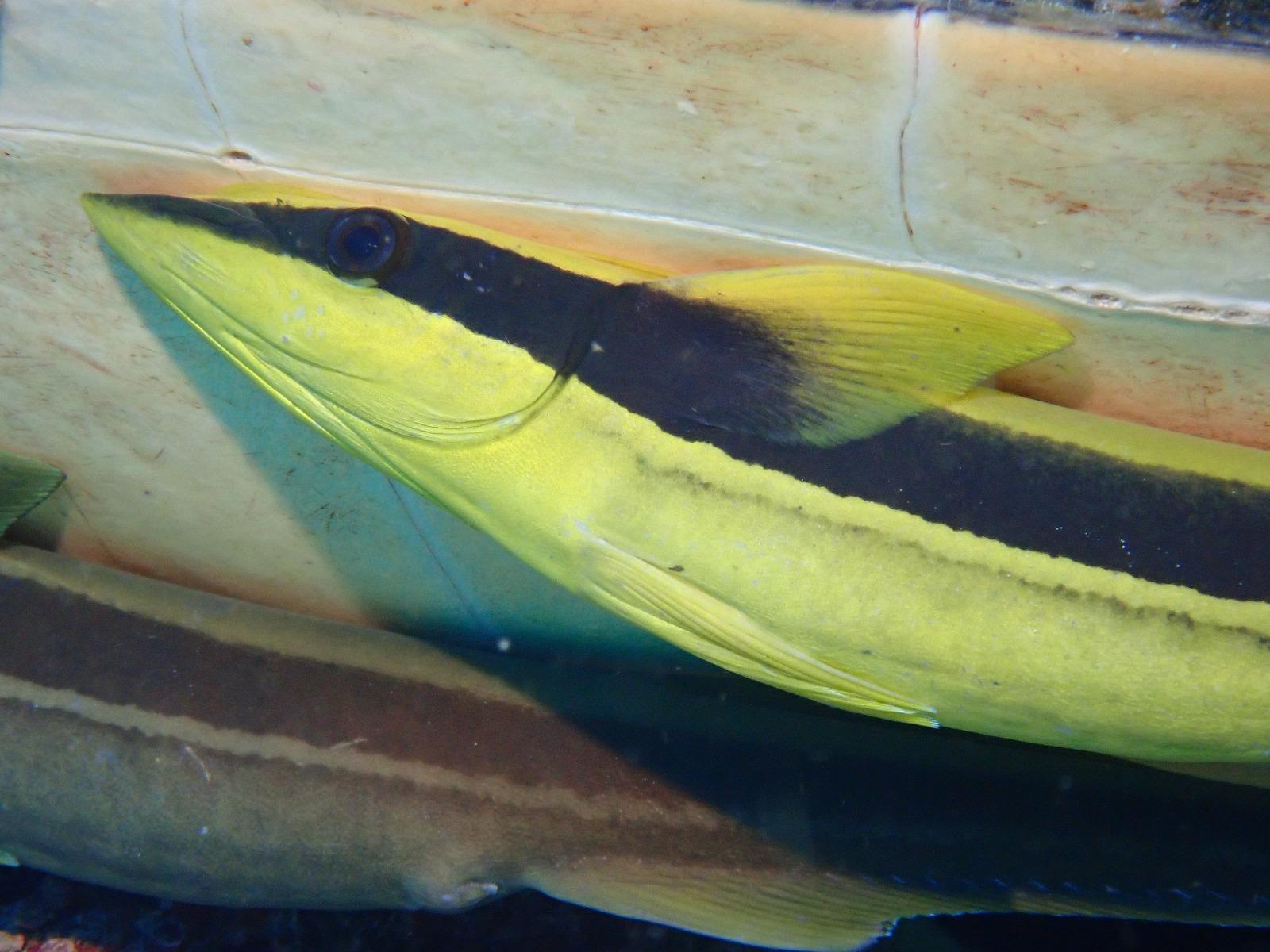 Remora (Echeneis naucrates)