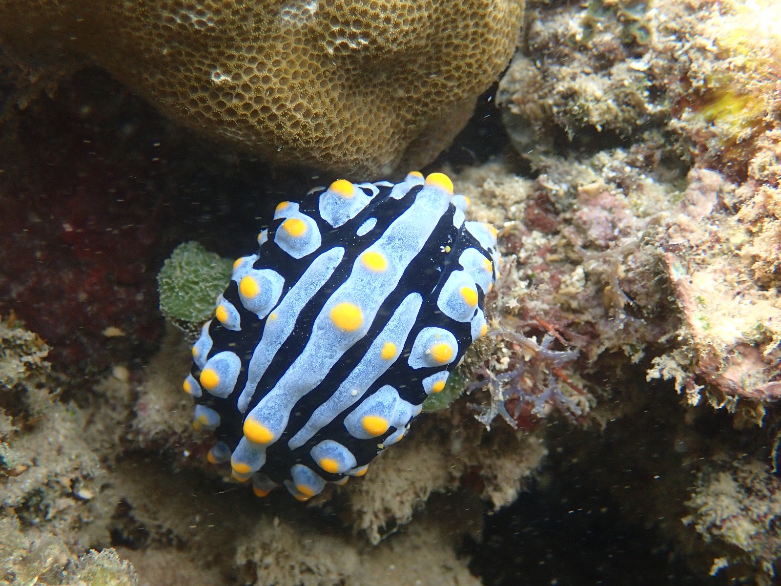Varicose Wart Slug (Pseudocorax spp.)