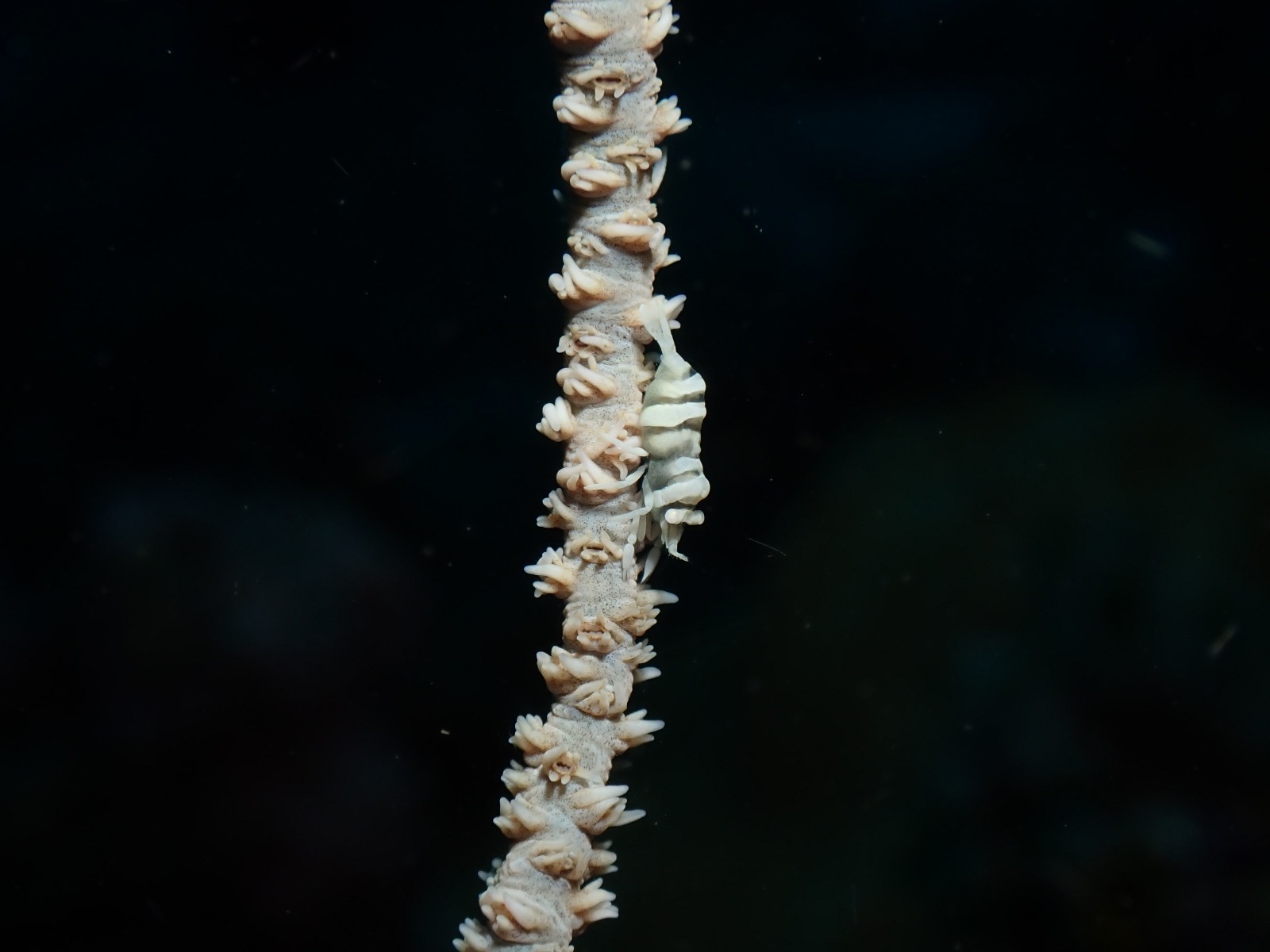 Whip Coral Shrimp (Pontonides spp.)