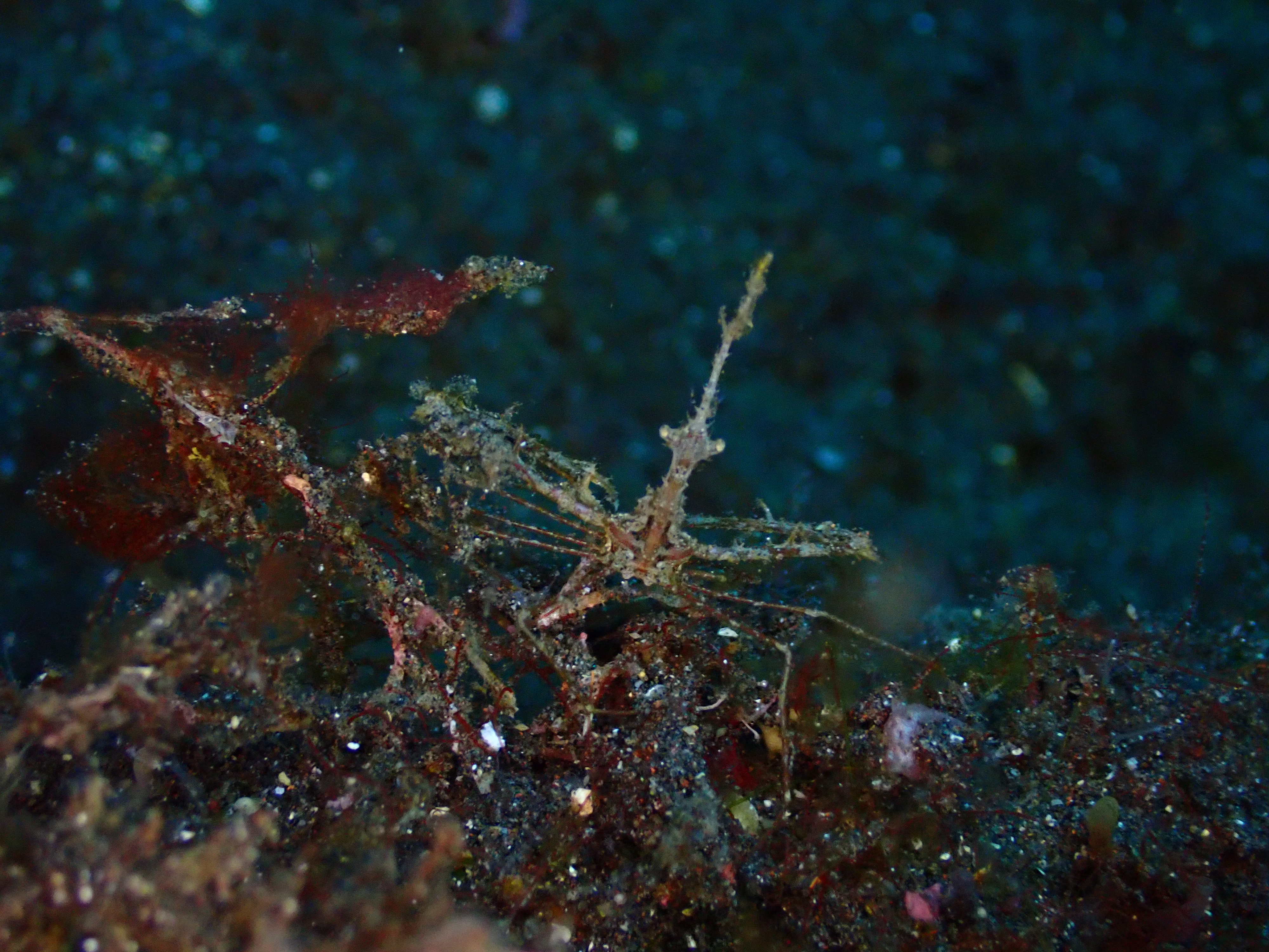 spider crab (Macrocheira kaempferi)