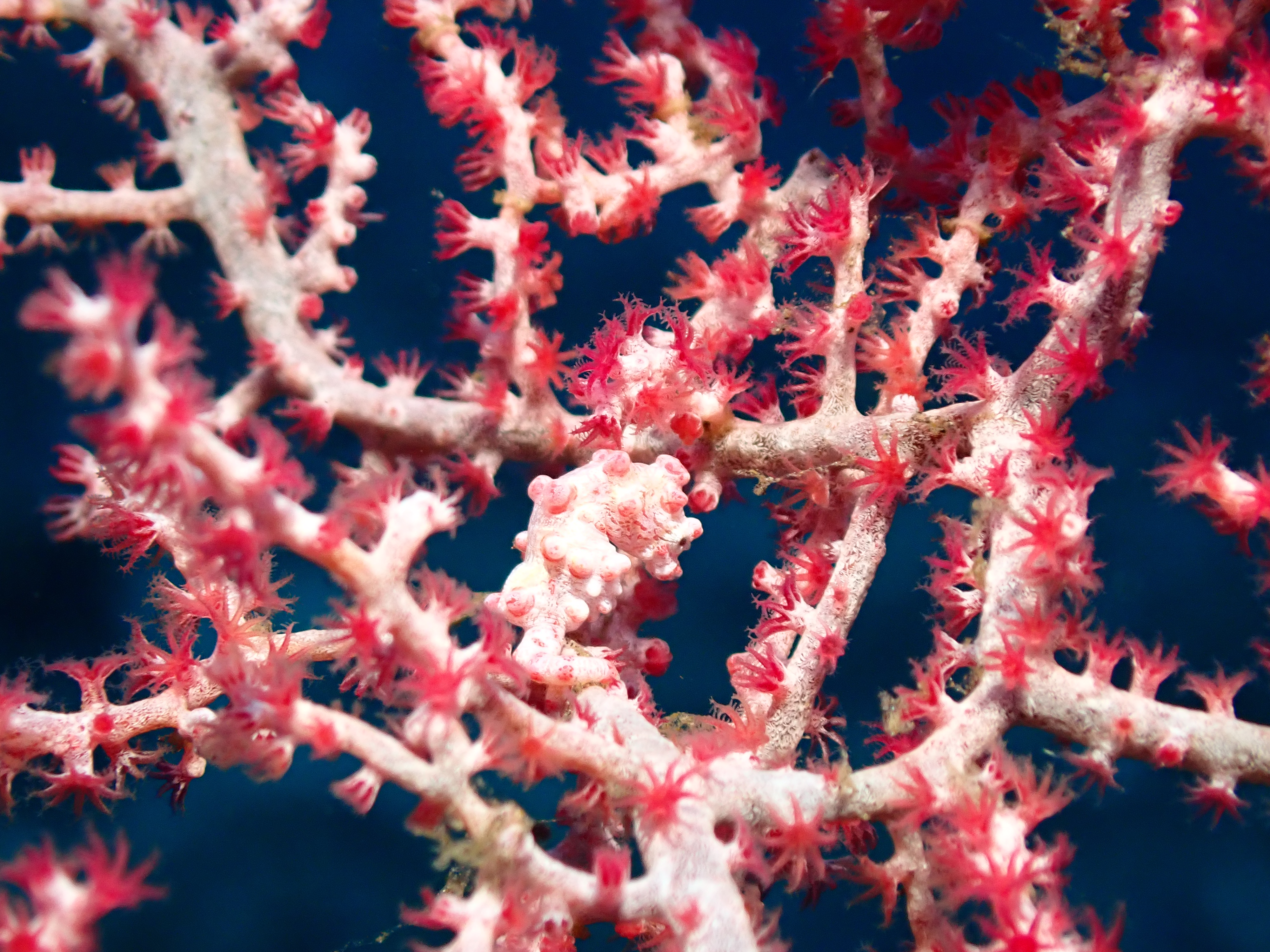 Pygmy Seahorse (Hippocampus bargibanti)