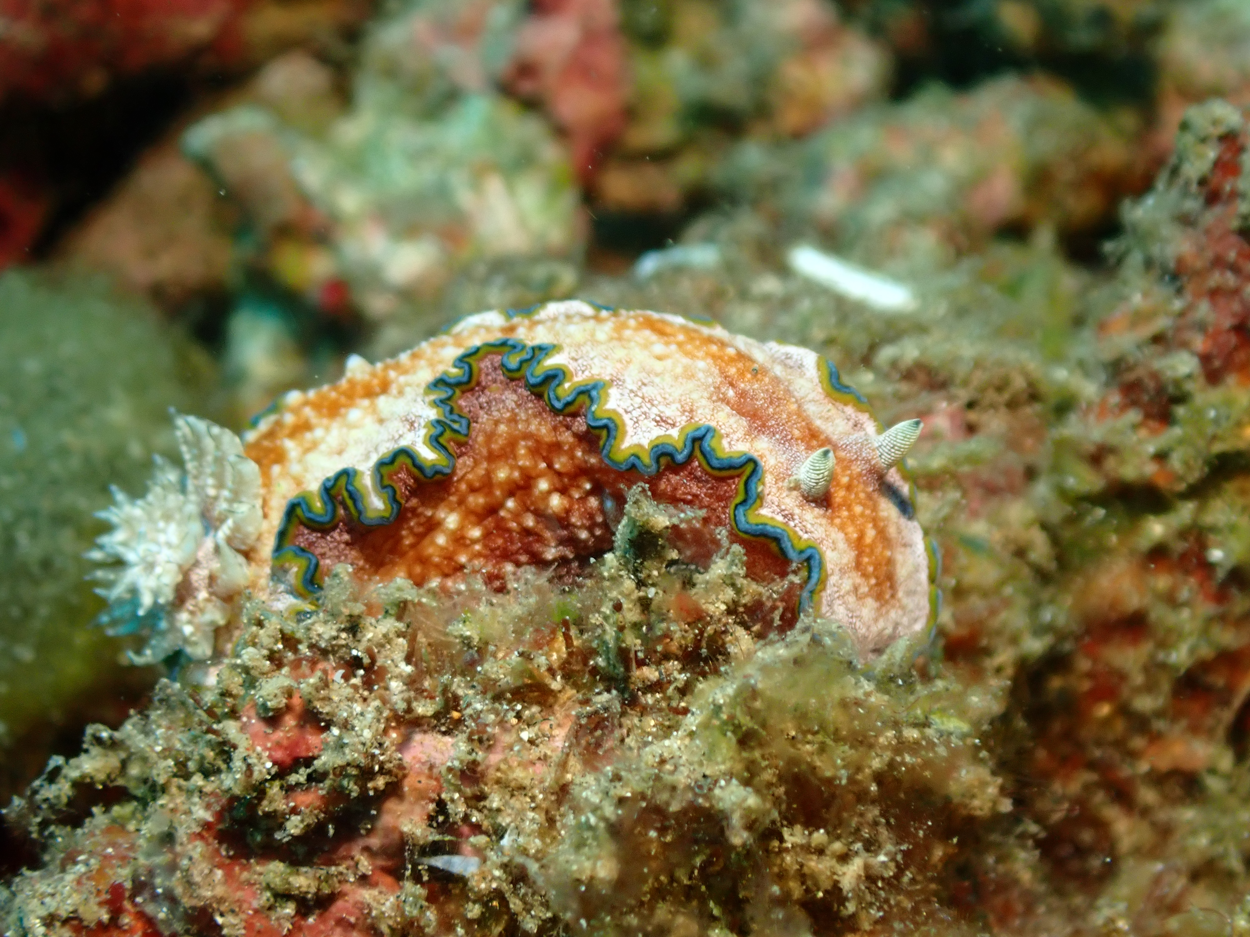 Glossy Discodoris (Discodoris boholiensis)