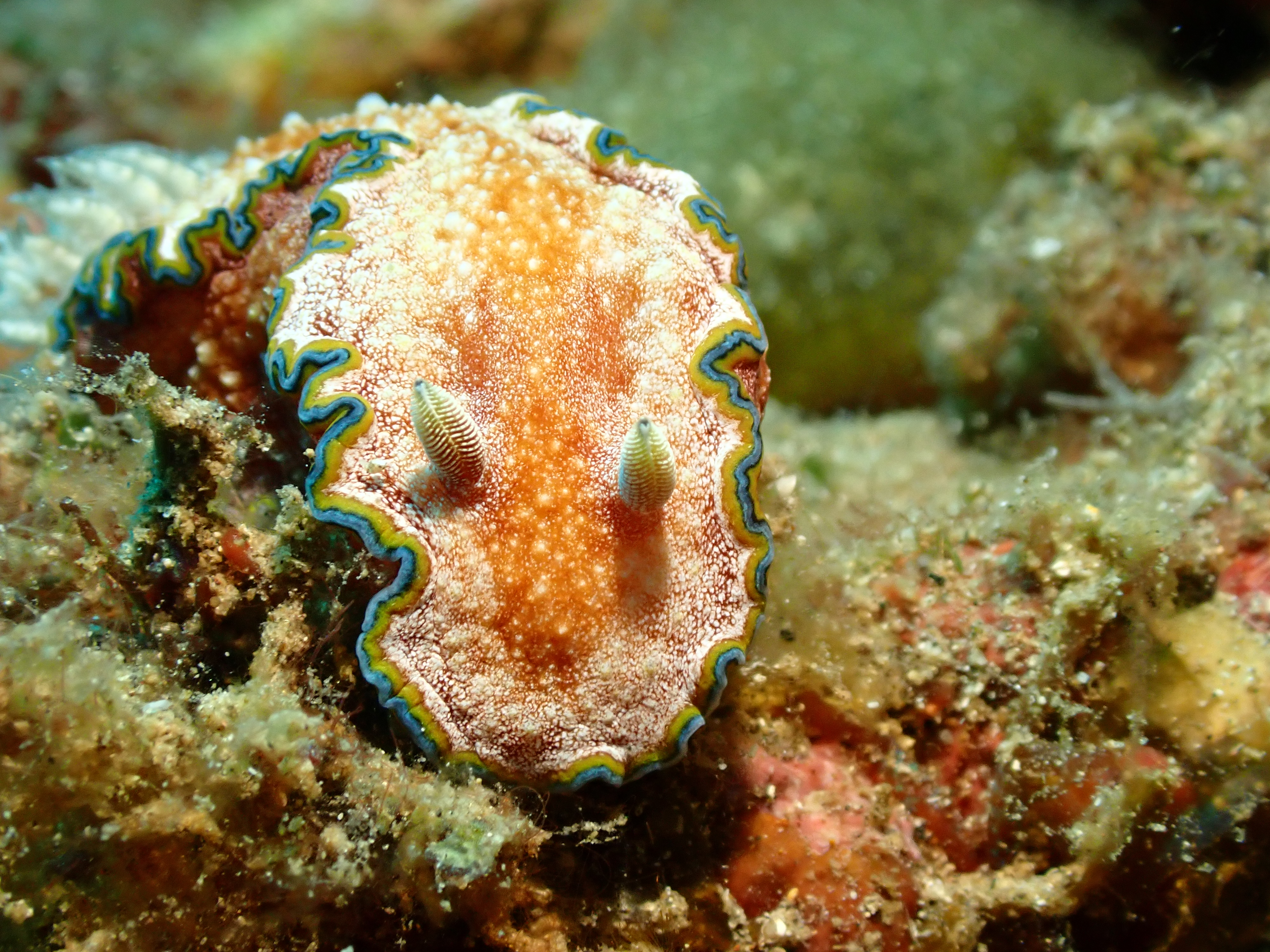 Glossy Phyllidiella (Phyllidiella pustulosa)
